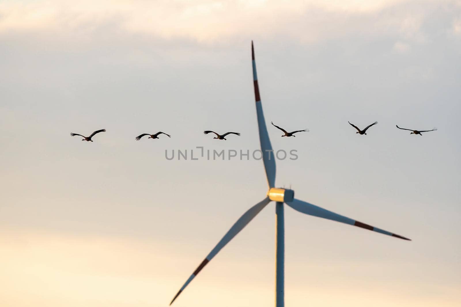 six cranes fly in the sky