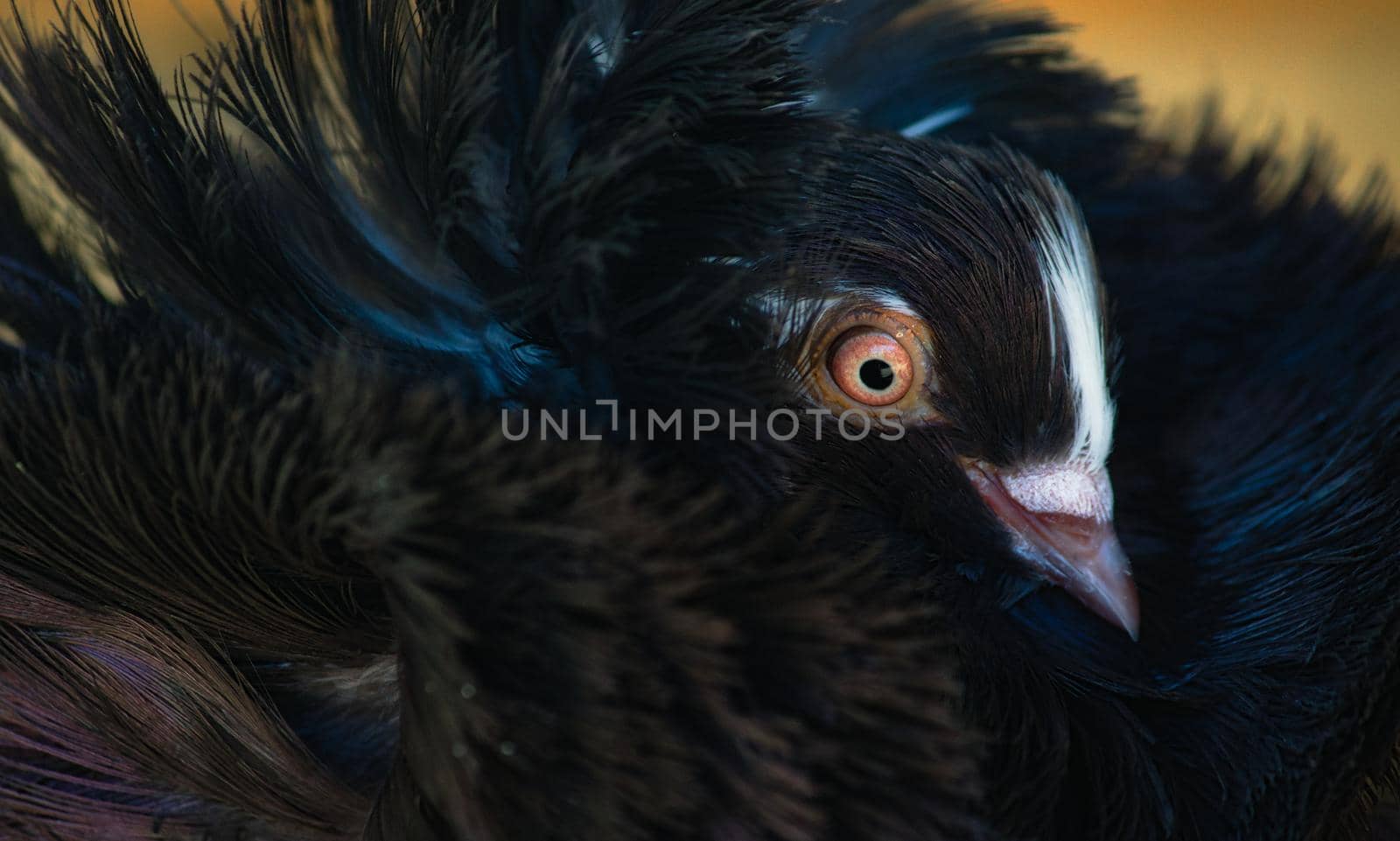 Close-up portrait of a Jacobin pigeon by tennesseewitney
