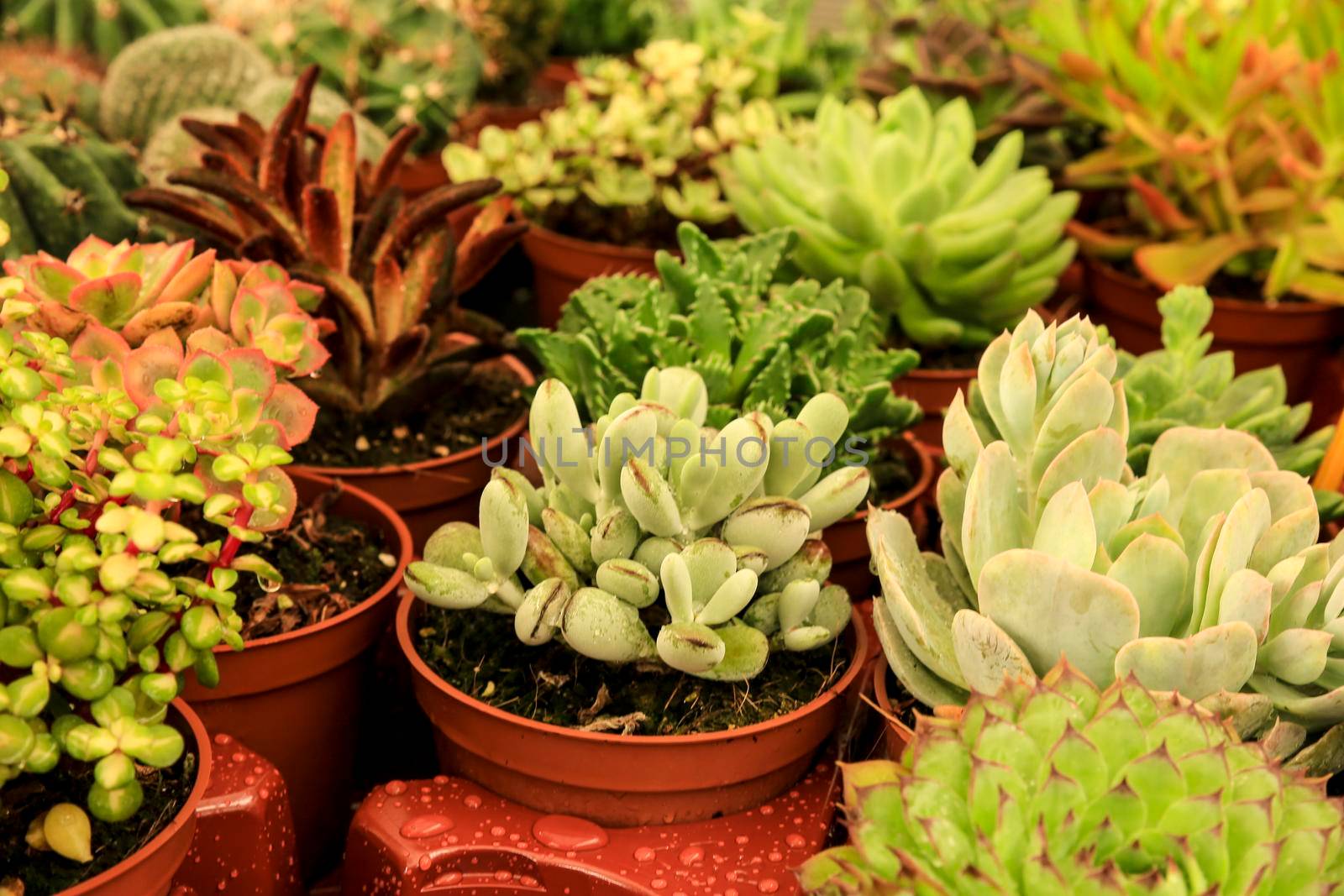 Pots of different kind of cactus and succulents in a garden