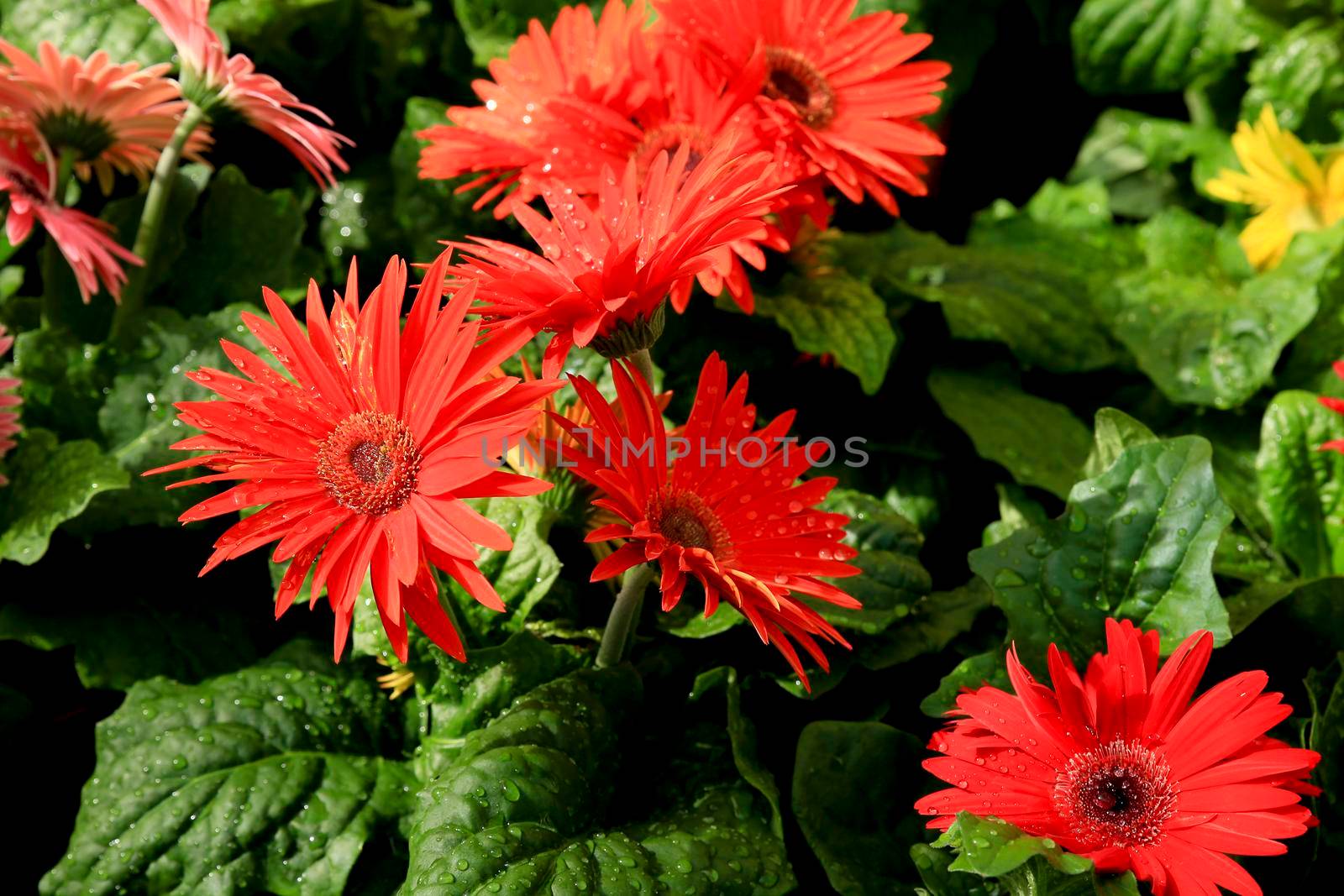 Colorful Gerbera Jamesonii Bolus plants in the garden