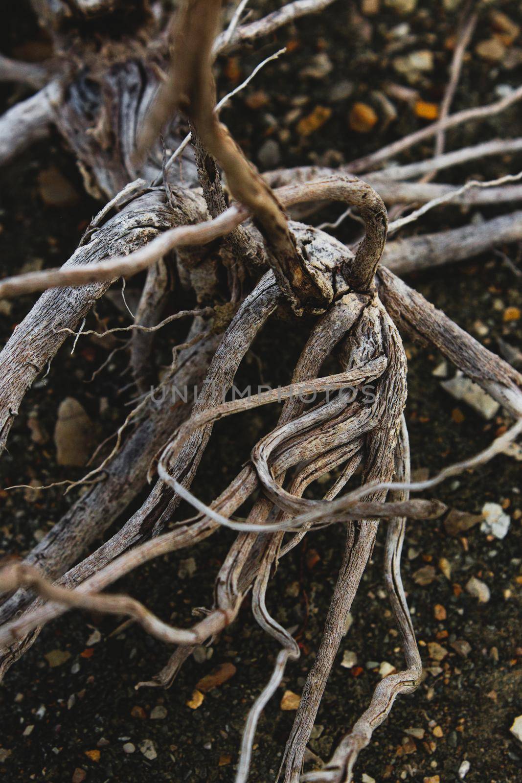 Close-up of deadwood branches on the beach