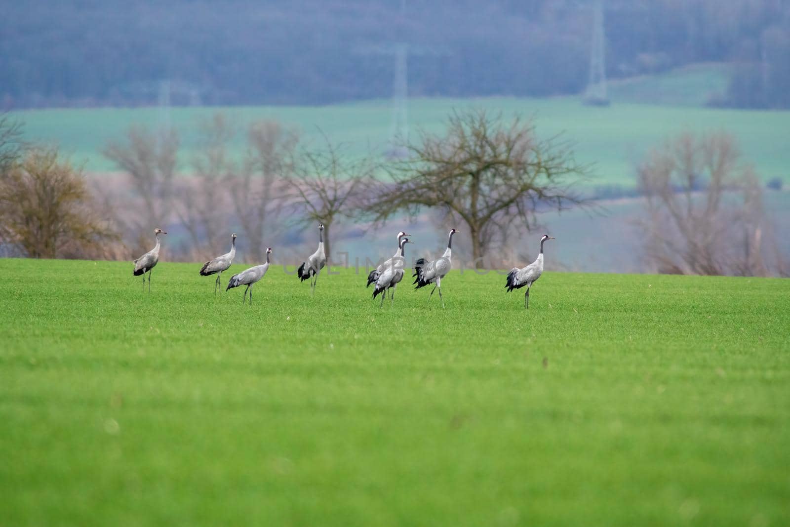 seven cranes stands on a green field