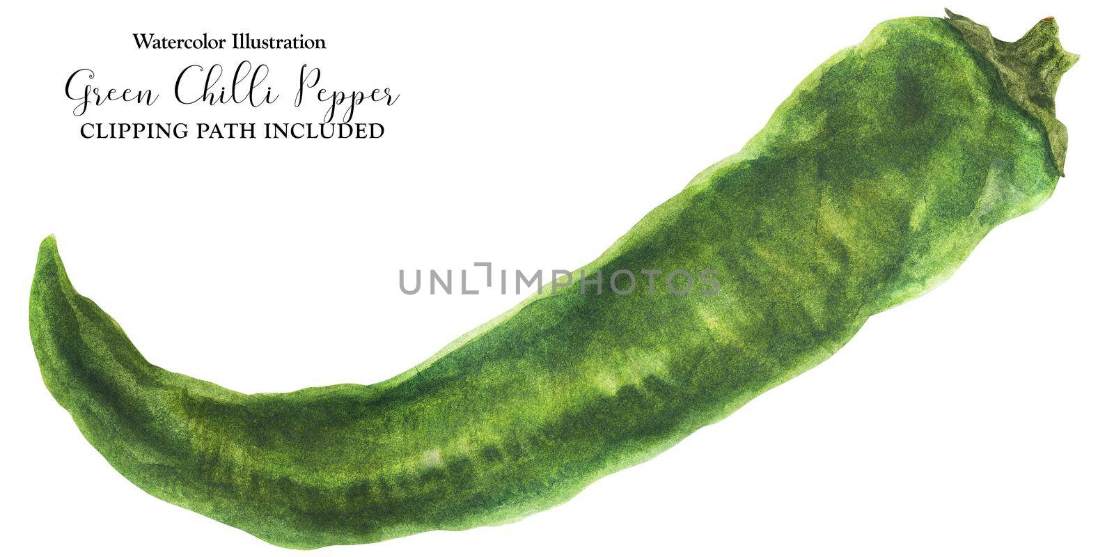 Green hot chili pepper, botanical realistic watercolor with clipping path