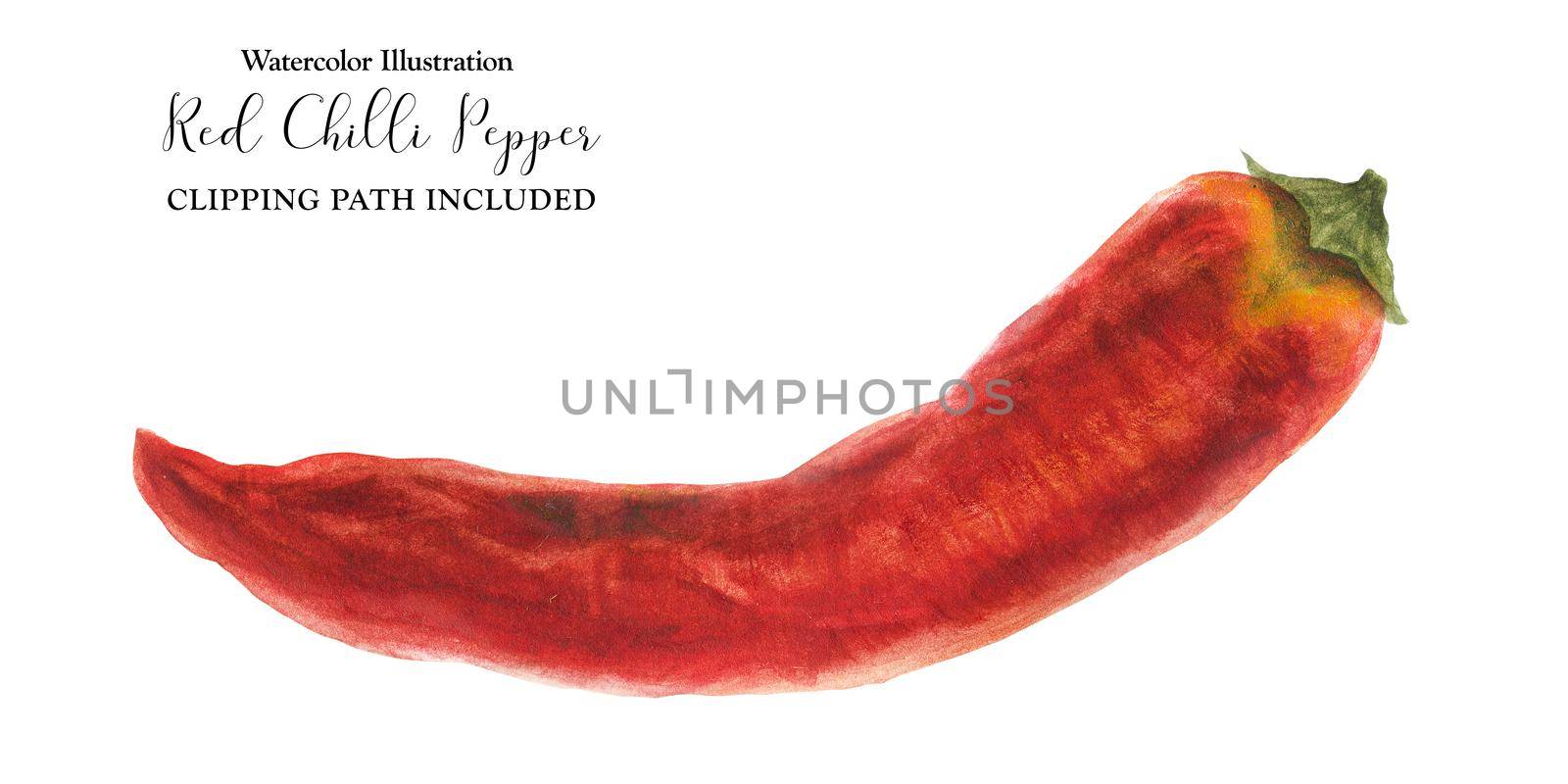 Red hot chili pepper, botanical realistic watercolor with clipping path