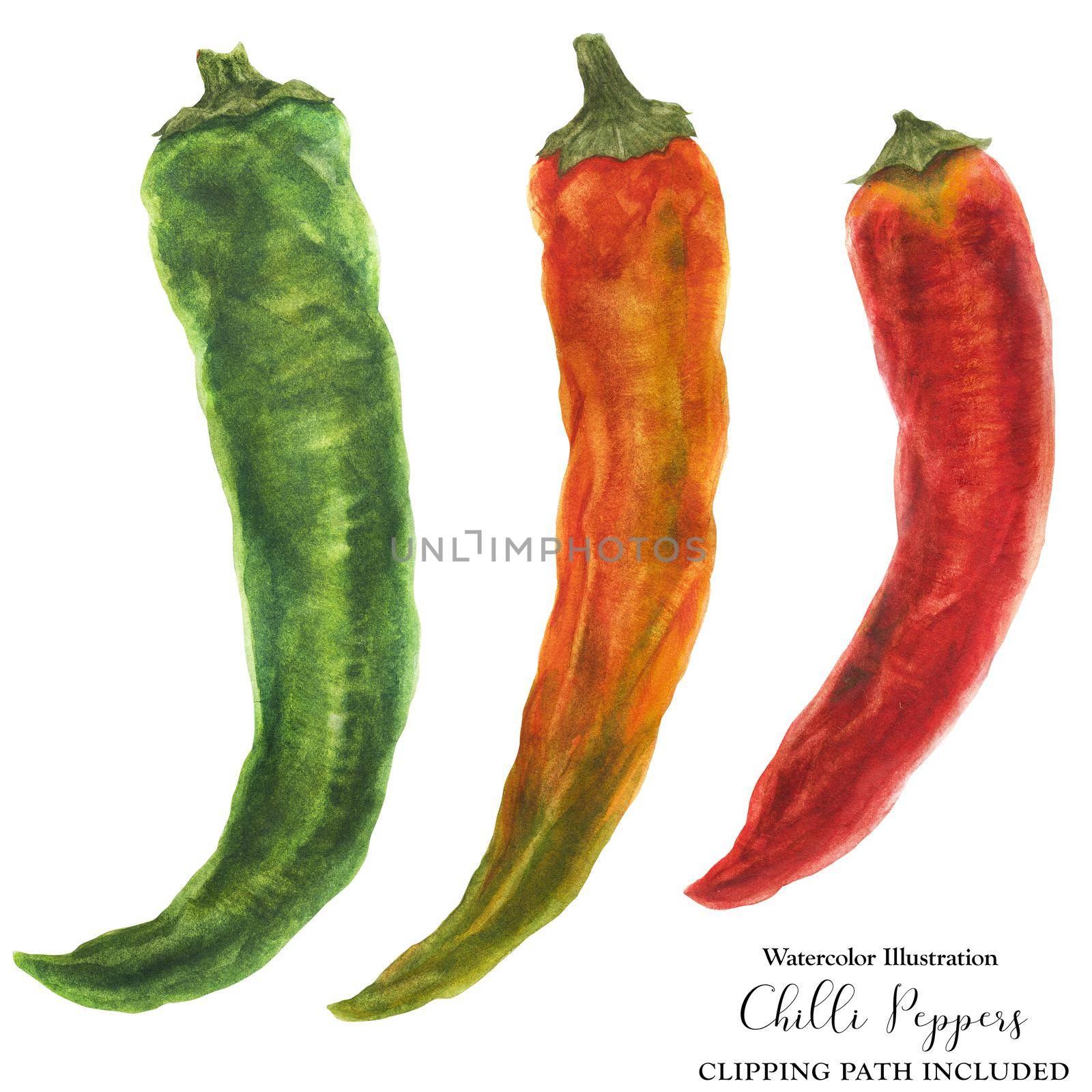 Three hot chili peppers, green and orange and red, botanical realistic watercolor with clipping path