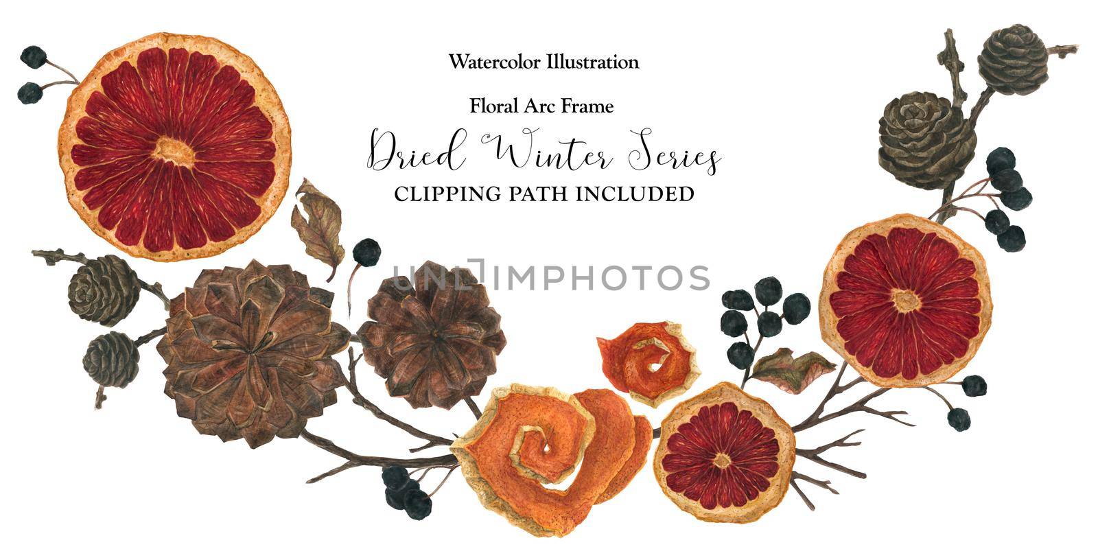 Christmas vignette with dried oranges and winter plants, watercolor with clipping path