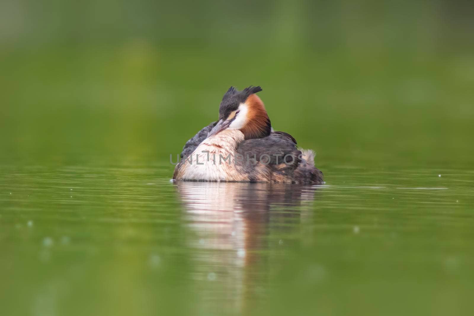 a great crested grebe swims on a lake