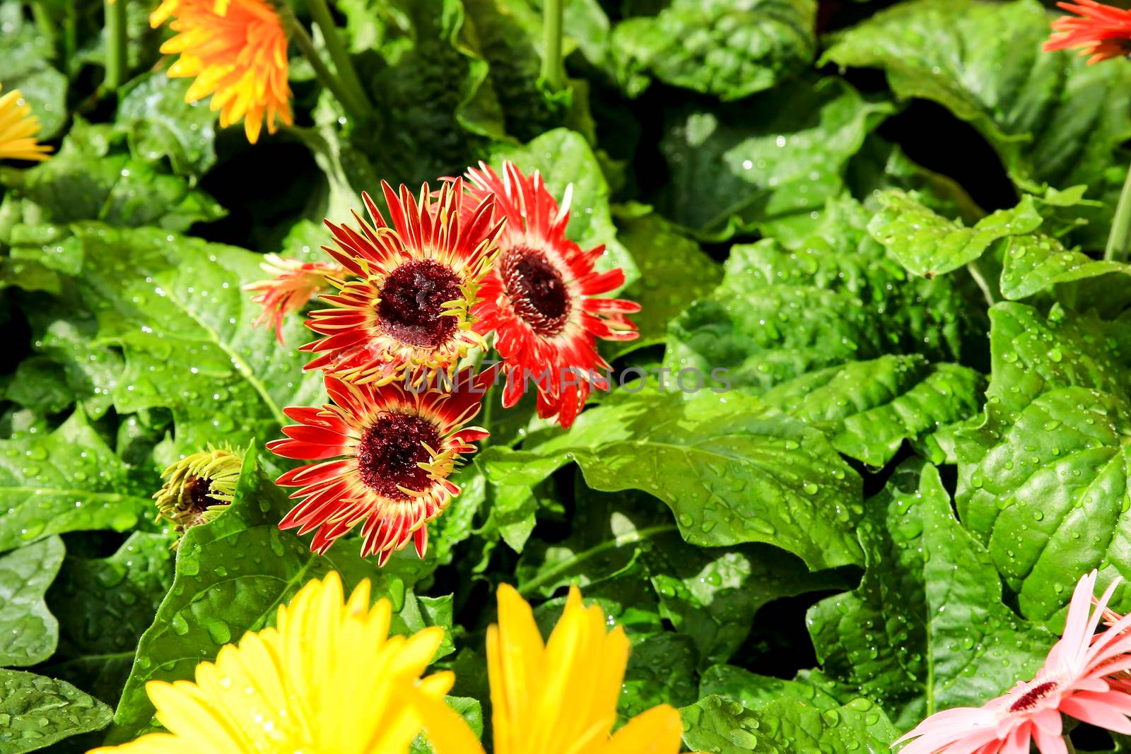 Colorful Gerbera Jamesonii Bolus plants in the garden