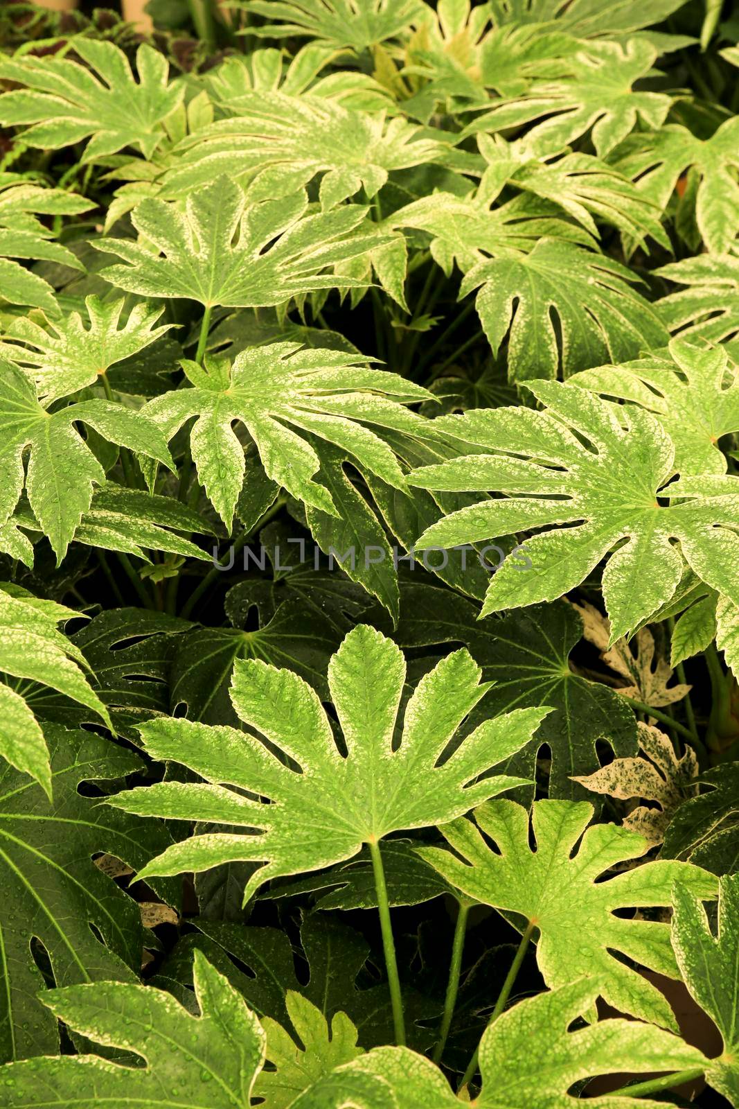 Beautiful and colorful Aralia Spider plants in the garden
