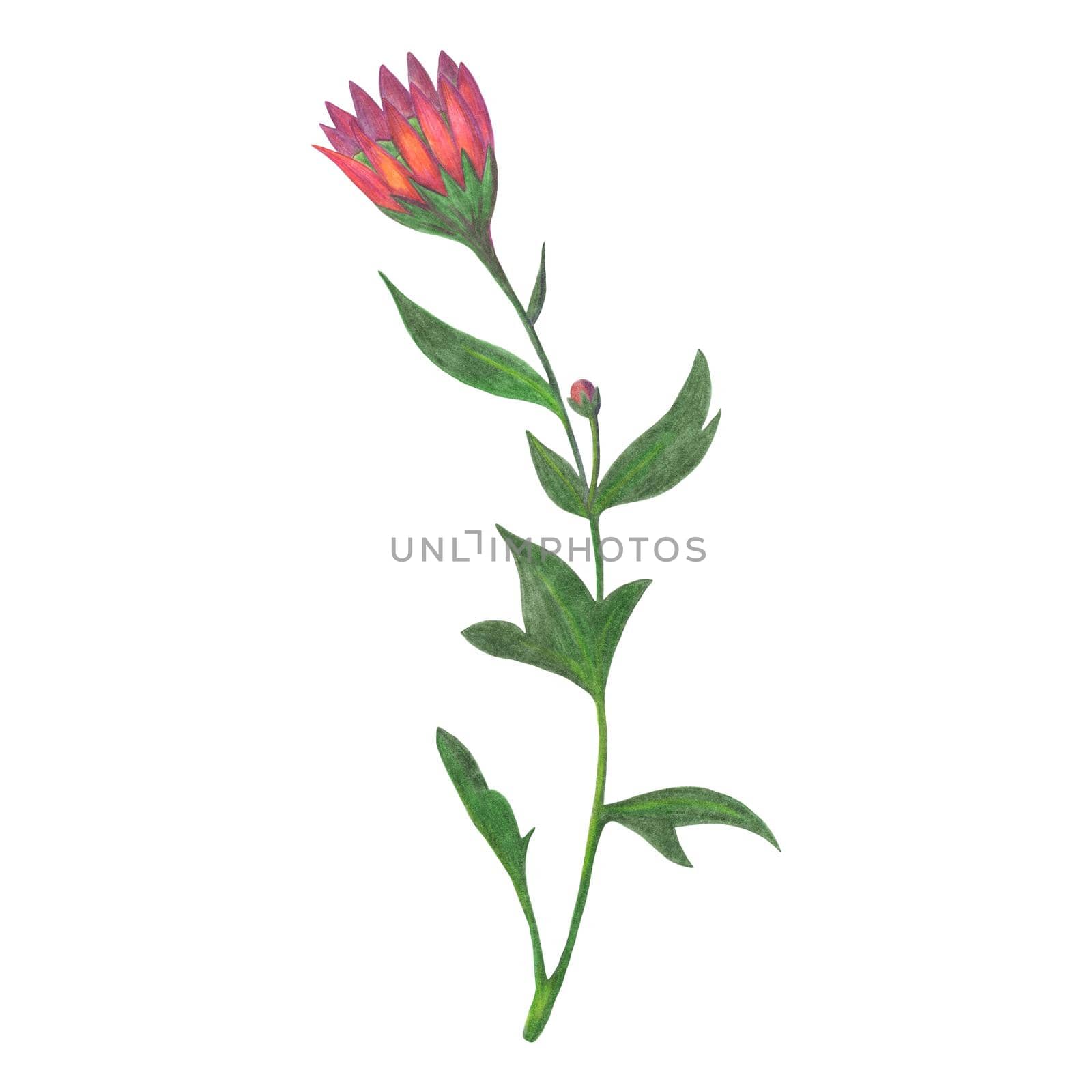 Red Chrysanthemum with Green Leaves Isolated on White Background. Chrysanthemum Flower Element Drawn by Color Pencil.