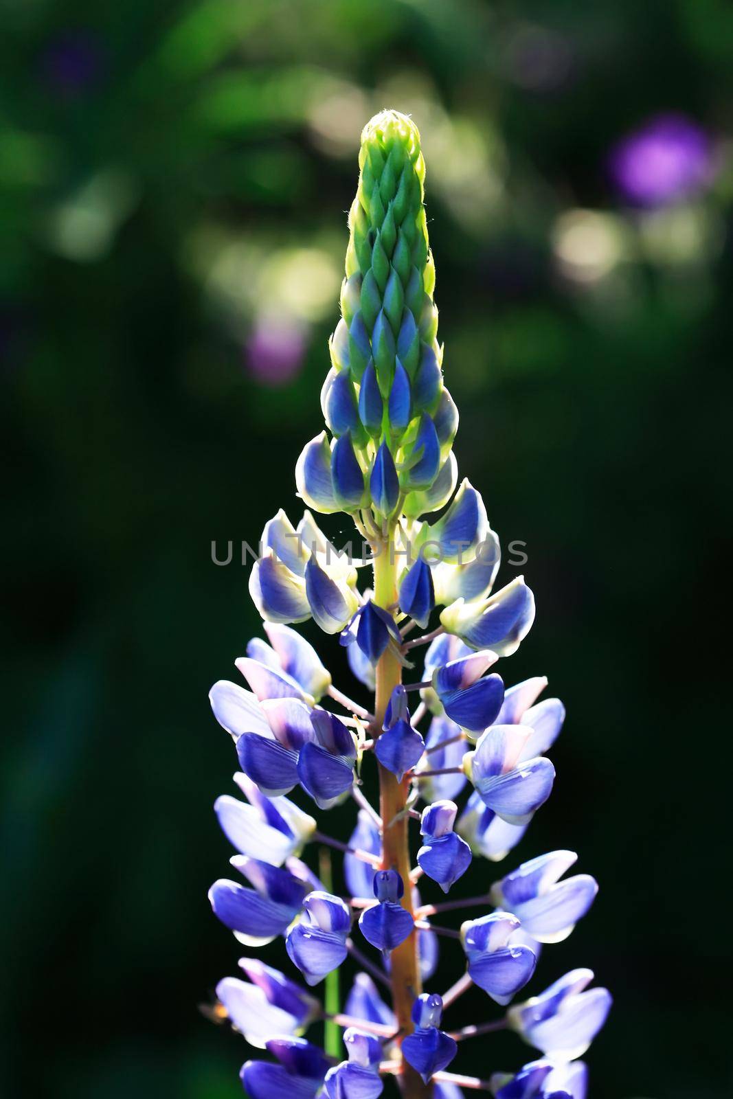 Closeup of very nice freshness blue lupine flower against green grass background