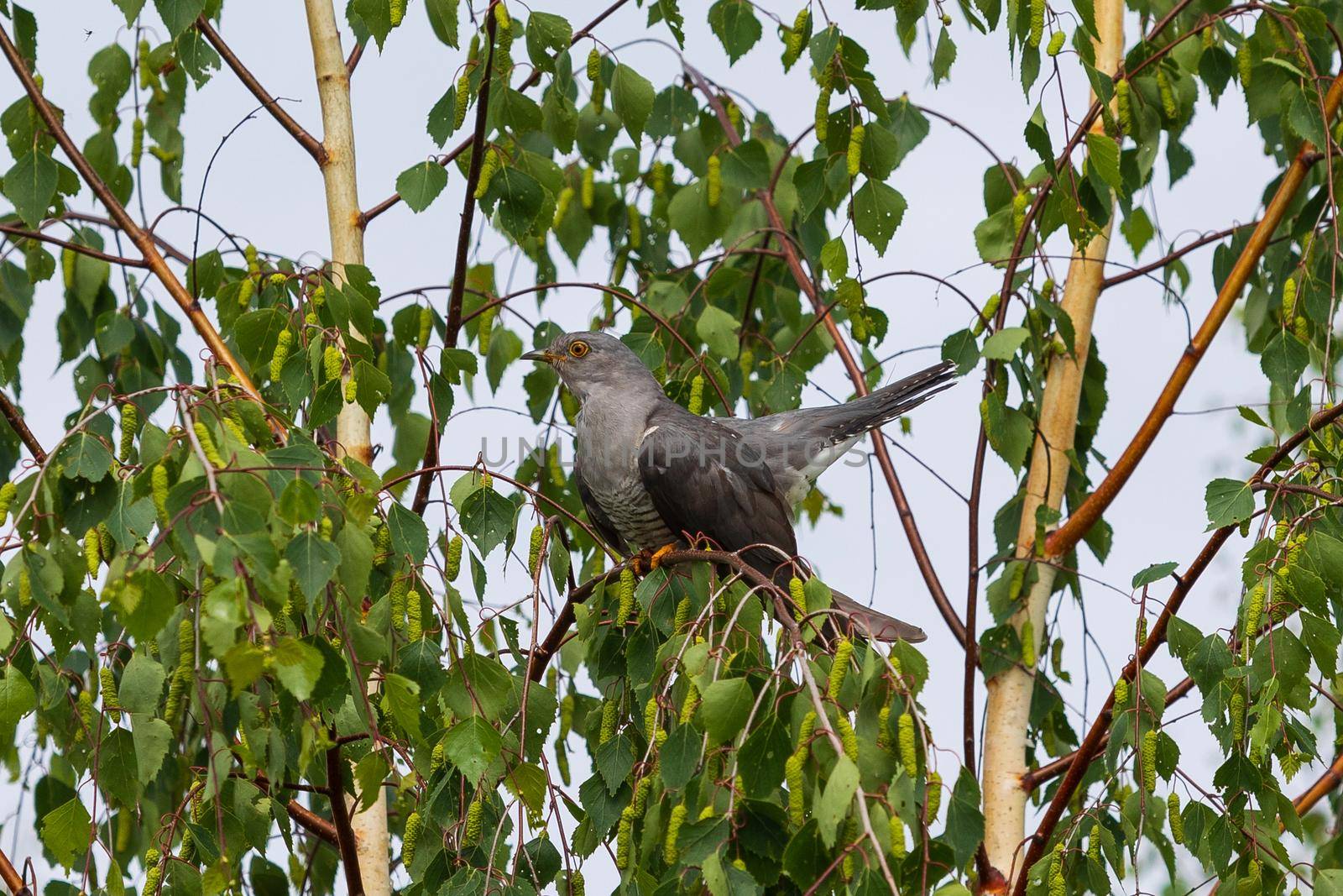 Common cuckoo (Cuculus canorus) sitting on the branch of a birch. Wild bird in a natural habitat by Nobilior