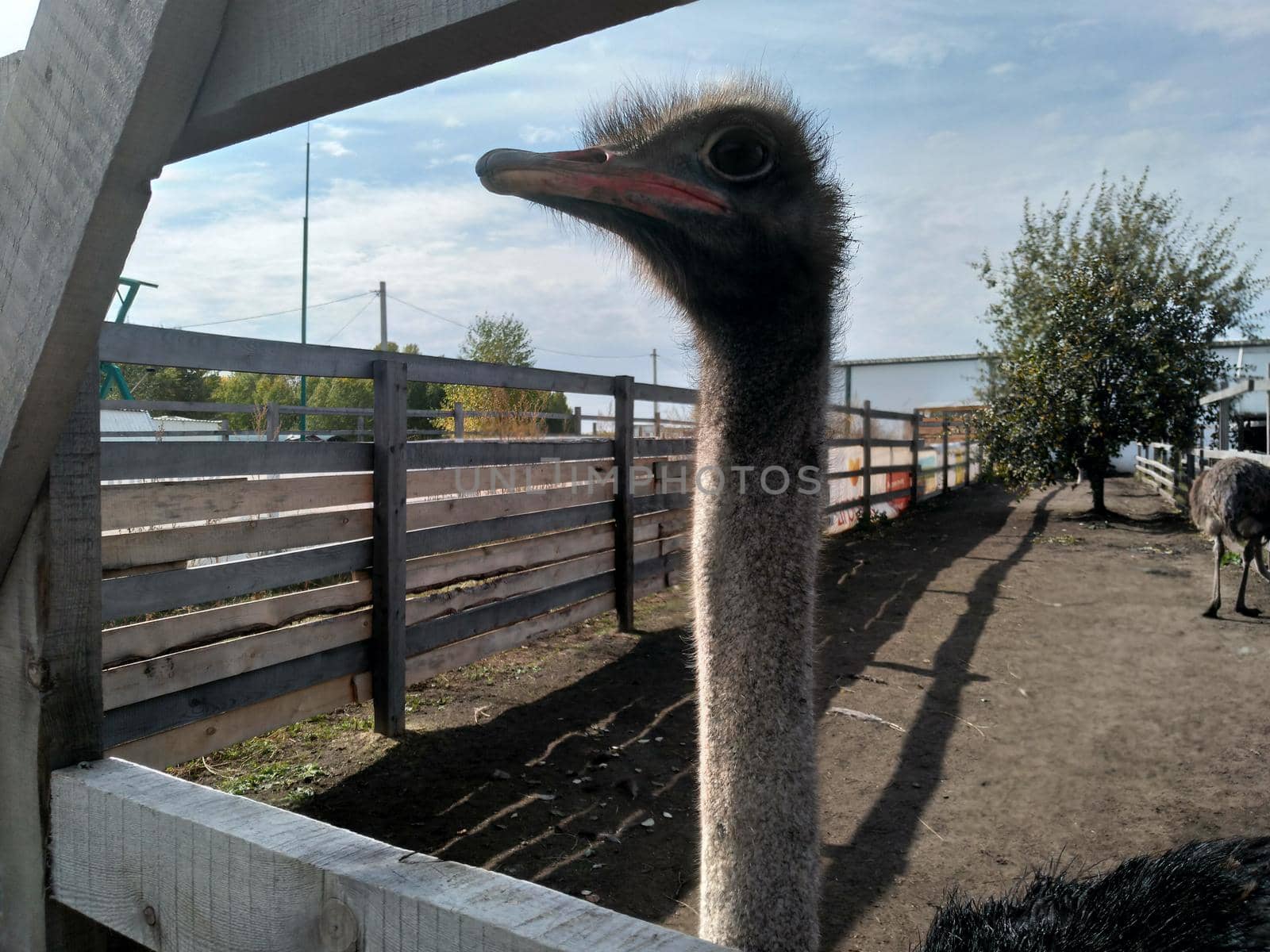 The head of an ostrich. Big domestic ostrich in the poultry yard. Close-up portrait of big curious ostrich on blue sky background.