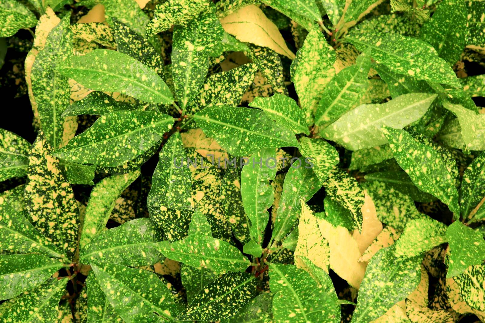 Colorful Aucuba Japonica plant in the garden