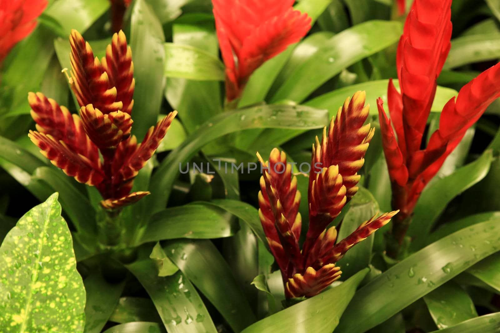 Beautiful and colorful Vriesea Splendens plants in the garden