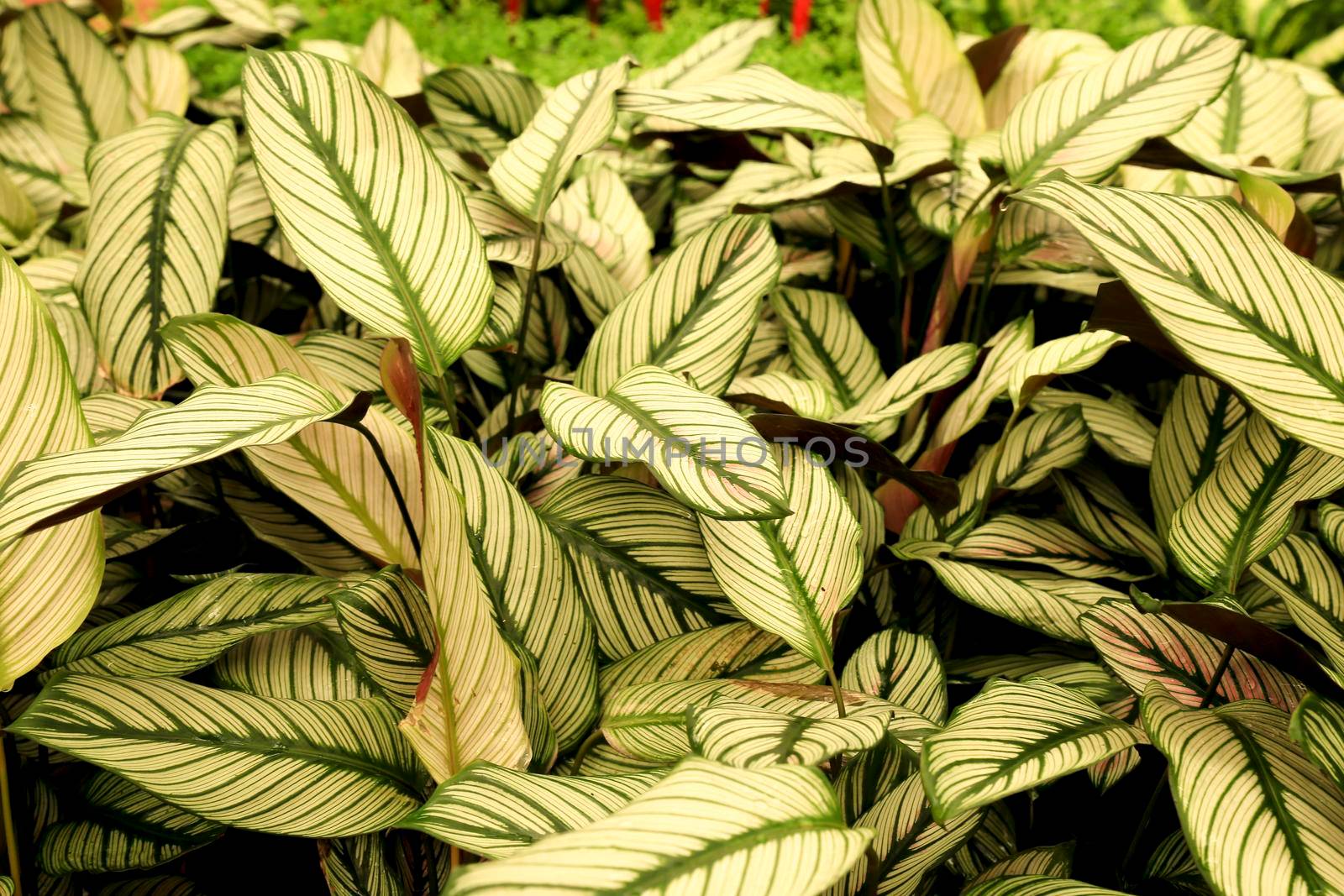 Colorful Calathea Majestica plants in the garden by soniabonet