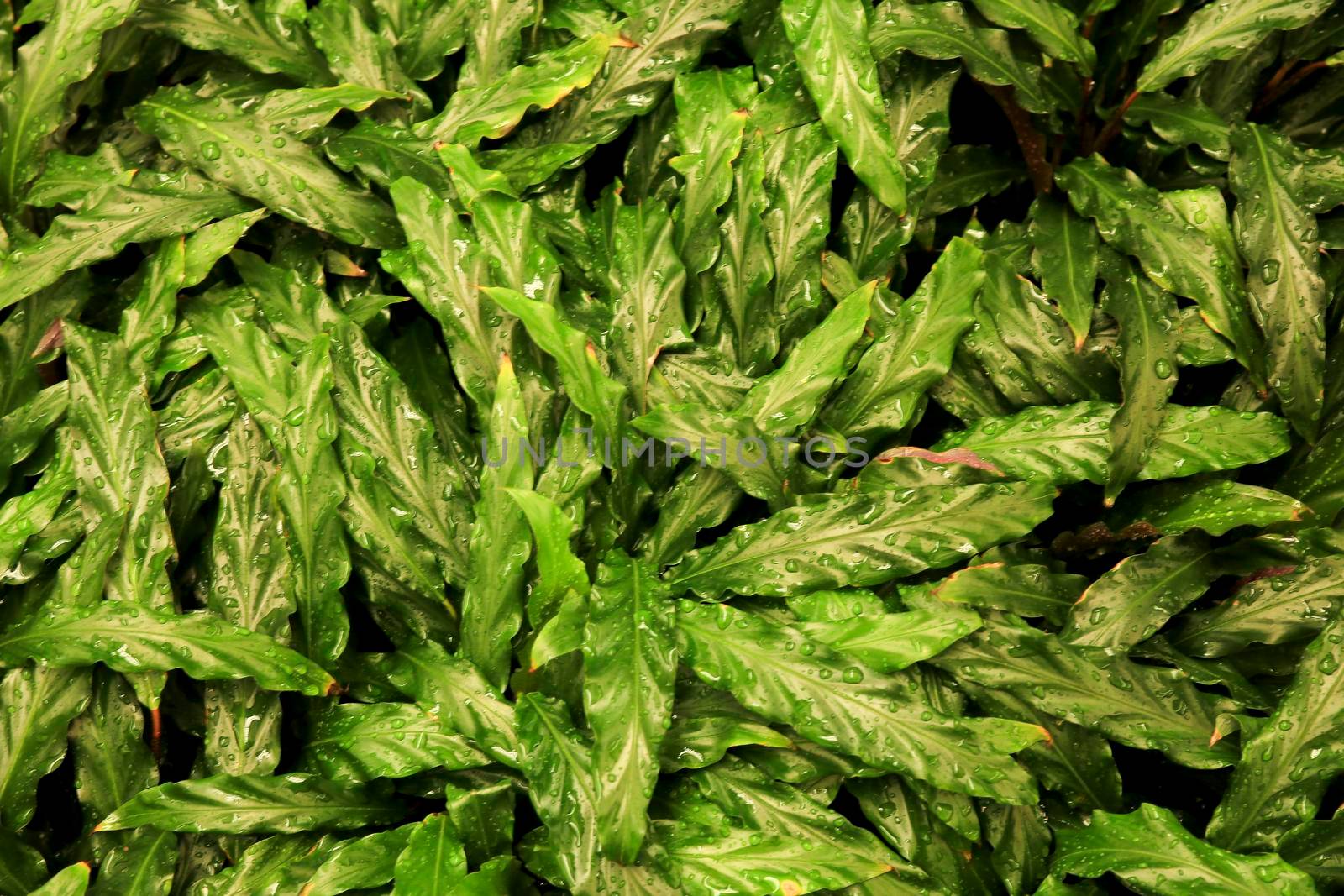 Beautiful background of Calathea Rufibarba plants in the garden