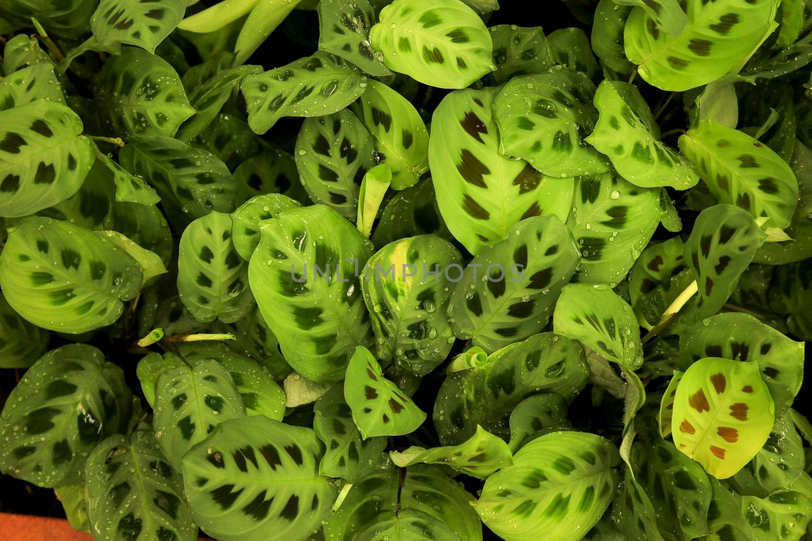 Colorful Maranta Leuconeura plants in the garden under the sun