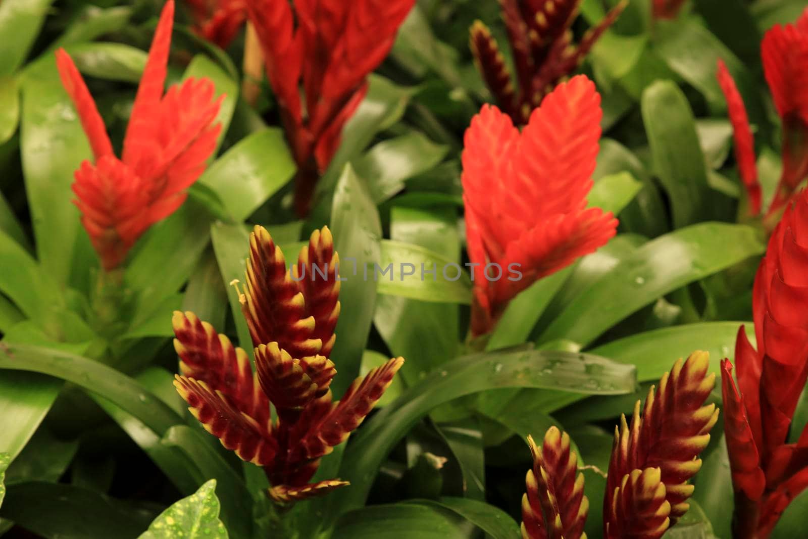 Beautiful and colorful Vriesea Splendens plants in the garden