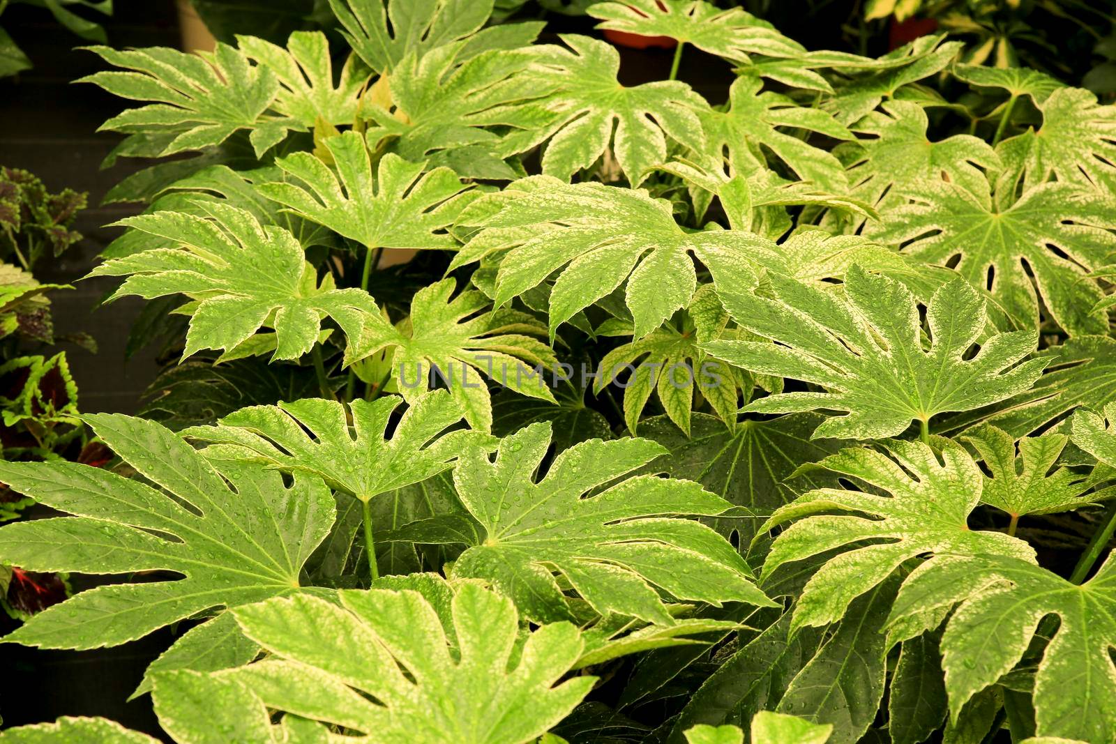 Beautiful and colorful Aralia Spider plants in the garden