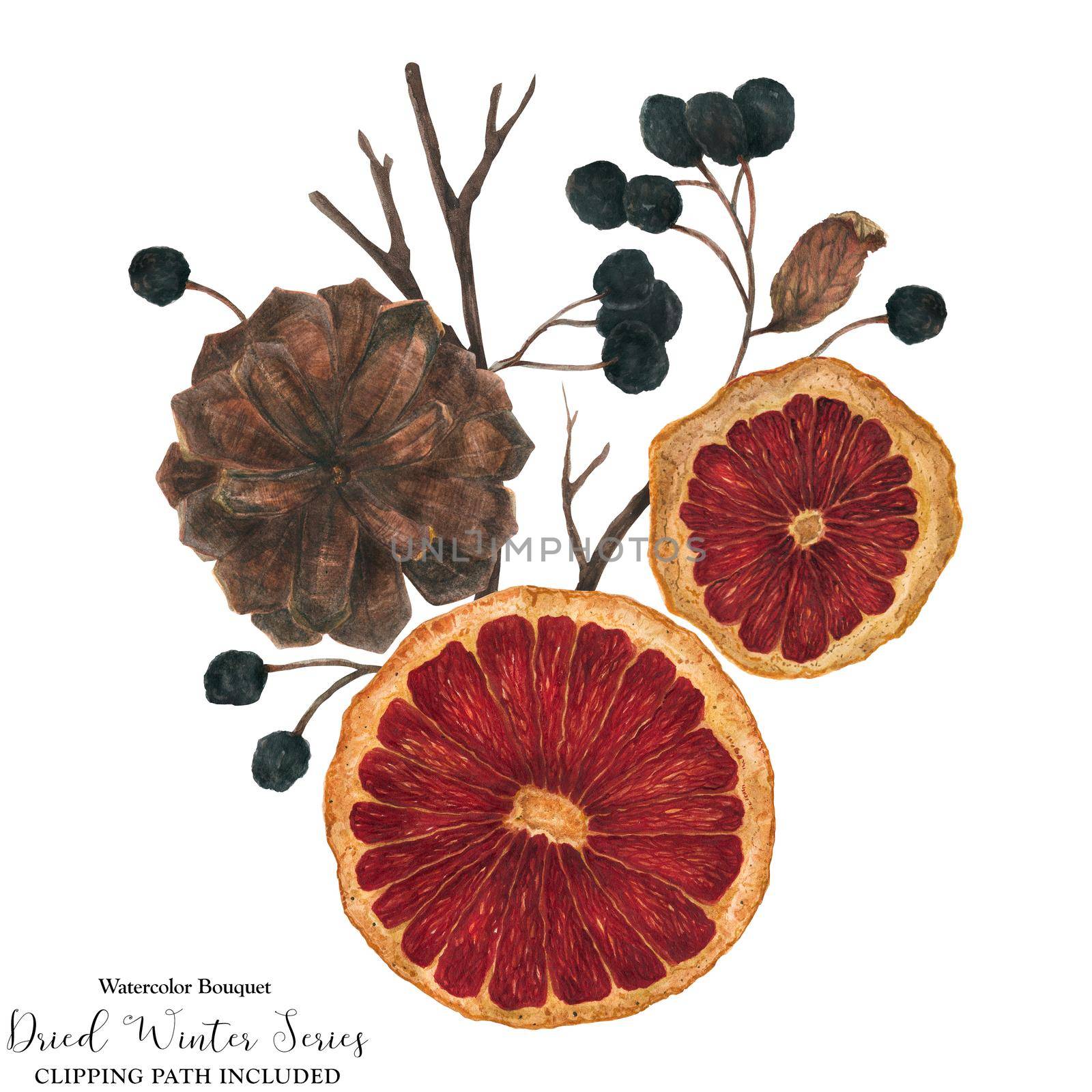 Christmas bouquet with dried oranges and winter plants, watercolor with clipping path