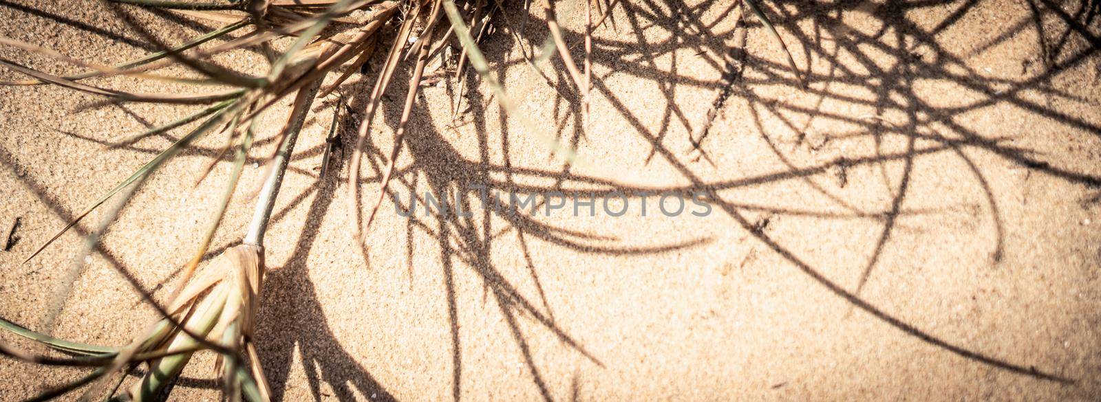 Dry wild needle grass plant herb wallpaper. Savannah soil. Yellow beige pale green matte sepia style. Drought sun day time. Abstract background real photo nature. Banner, more tone red light in stock.