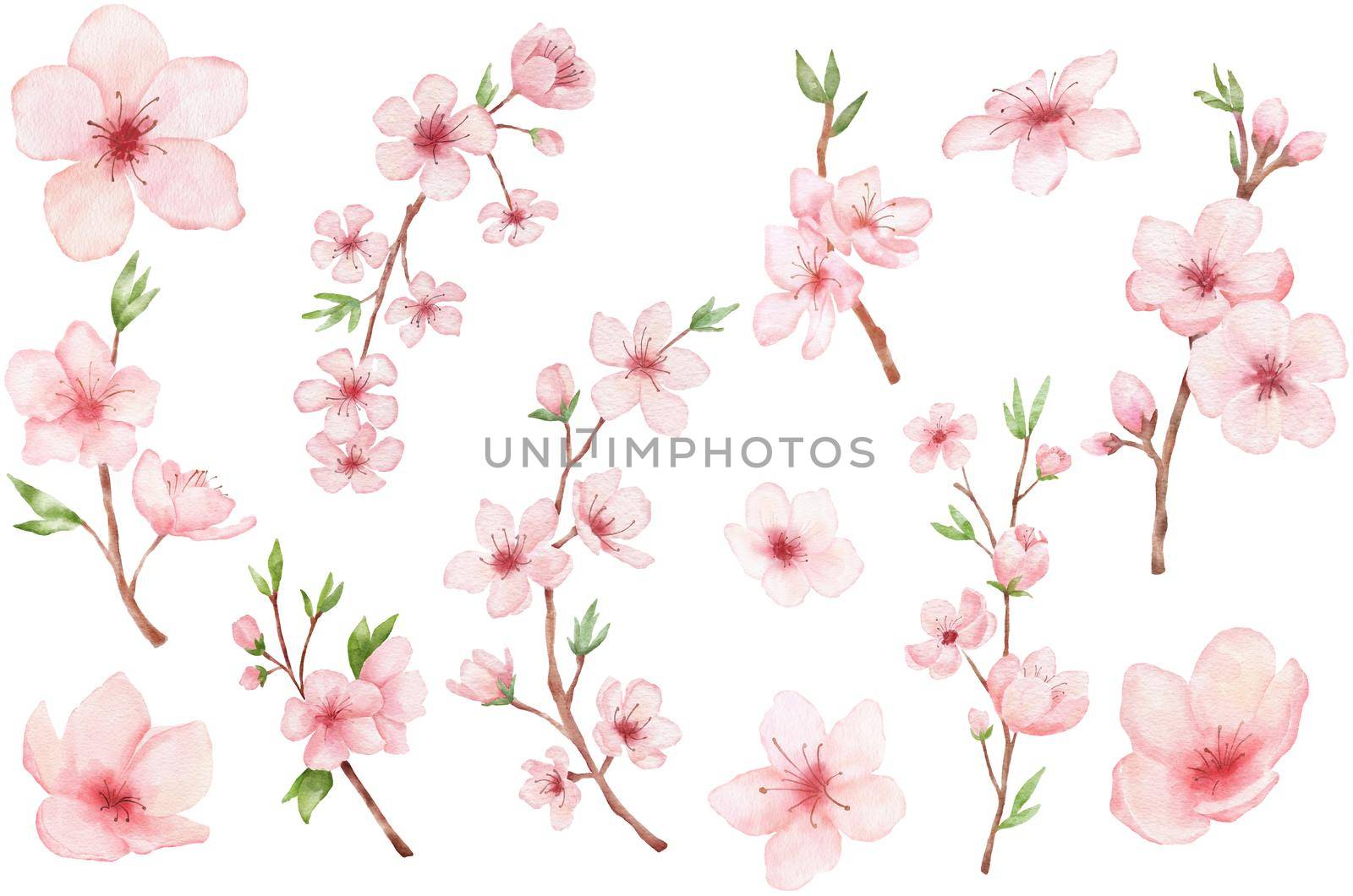 Set of Branch of Cherry blossom. Watercolor painting sakura isolated on white. Japanese flower illustration.