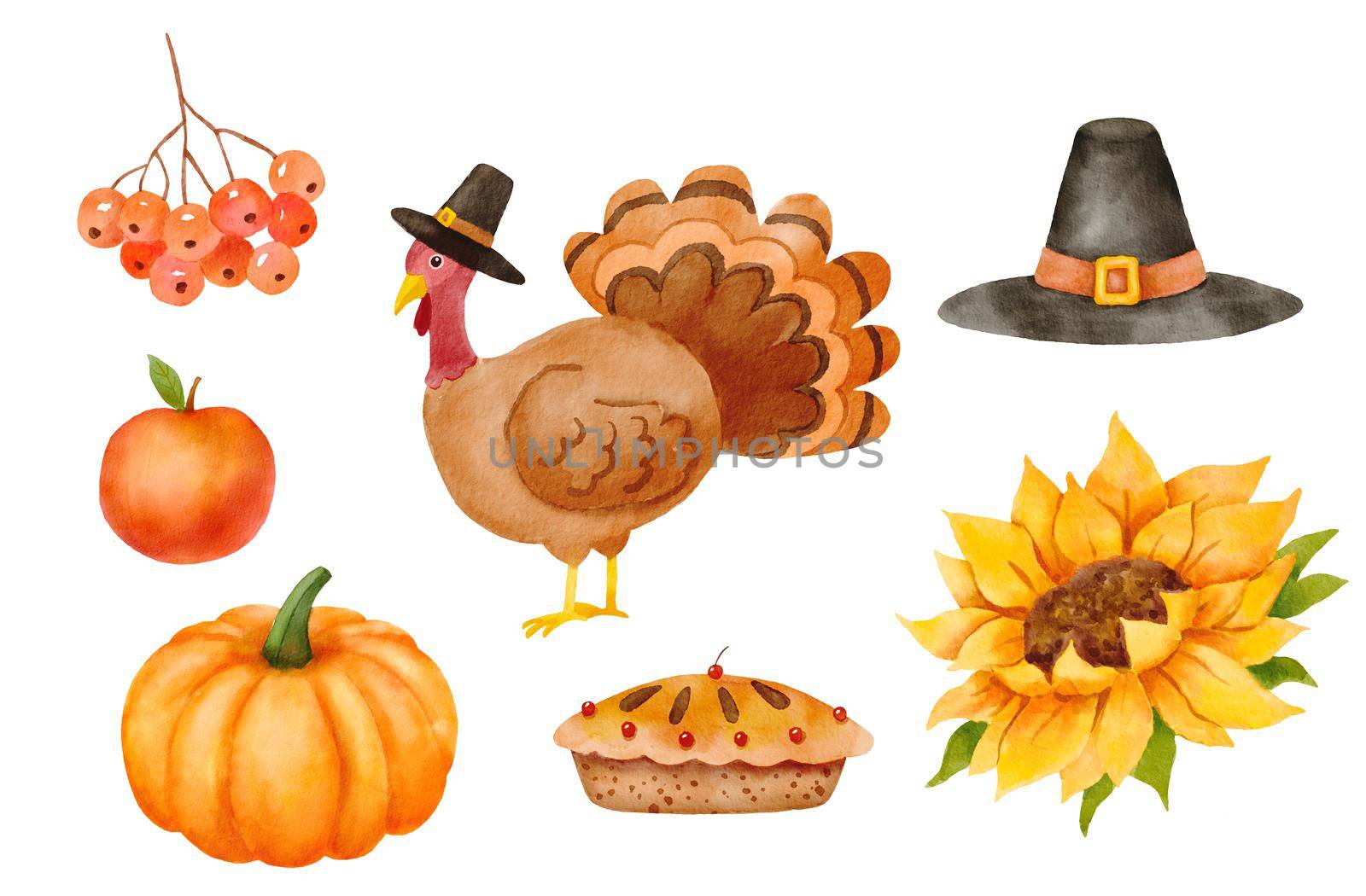 Watercolor thanksgiving elements. Cute turkey in a pilgrim hat, pumpkin and sunflower. Childish character isolated on white background by ElenaPlatova