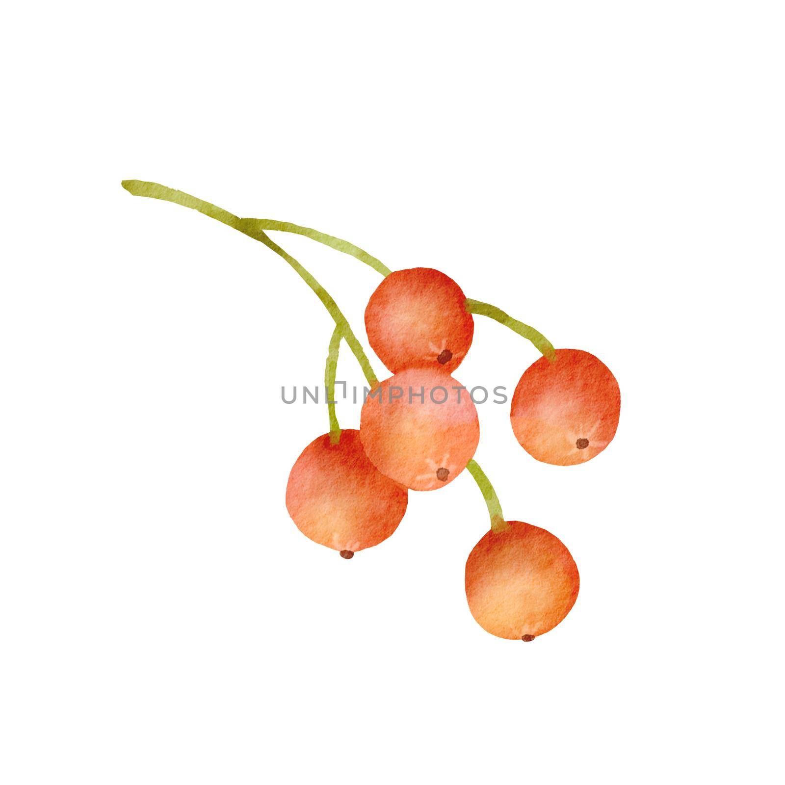 Watercolor illustration of rowan. Bright red branch with berries. Hand drawn fall plant isolated on white background by ElenaPlatova