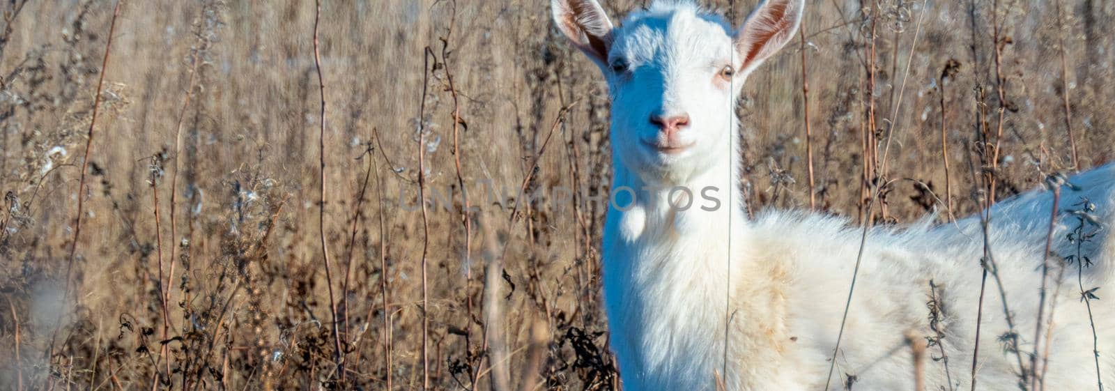 Goat eating withered grass, Livestock on a autmn pasture. White goat. Cattle on a village farm. High quality photo