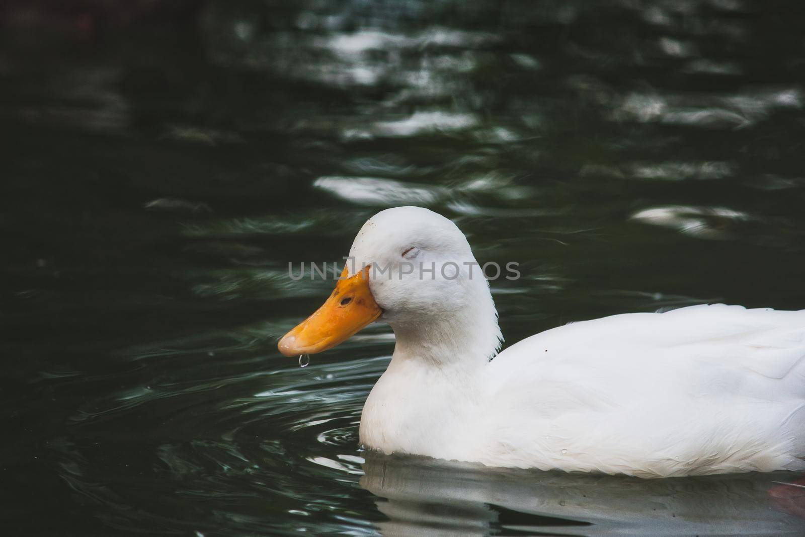 Cute white duck floating on a green lake
