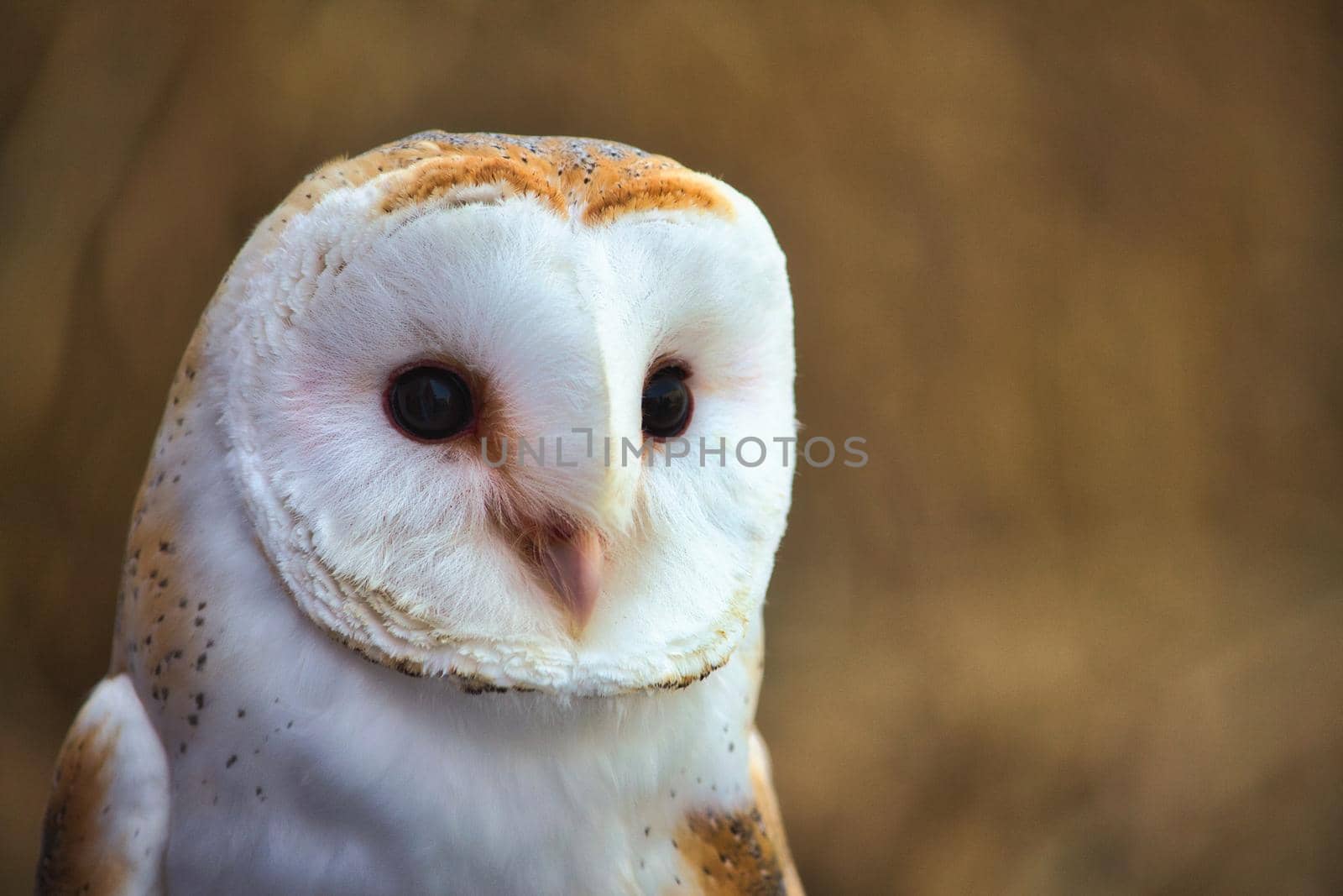 Closeup portrait of a barn owl (Tyto alba) with a blurred background in a forest by tennesseewitney