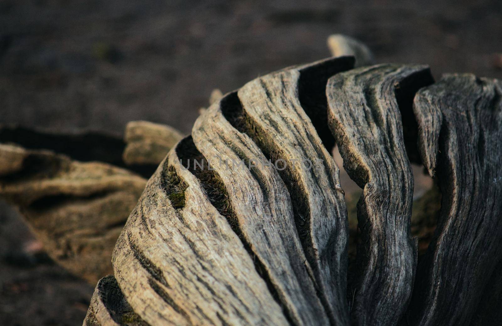 Close-up shot of gnarled split rough tree trunk by tennesseewitney