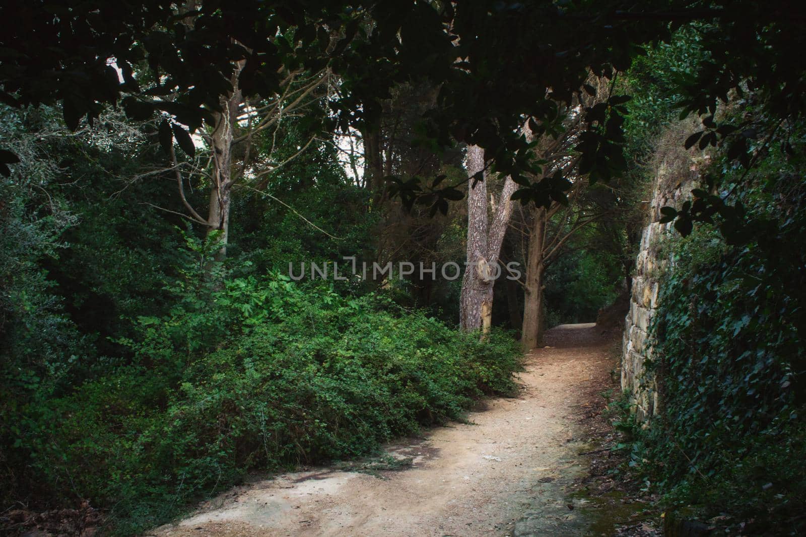 Footpath leading through the forest in dense vegetation by tennesseewitney