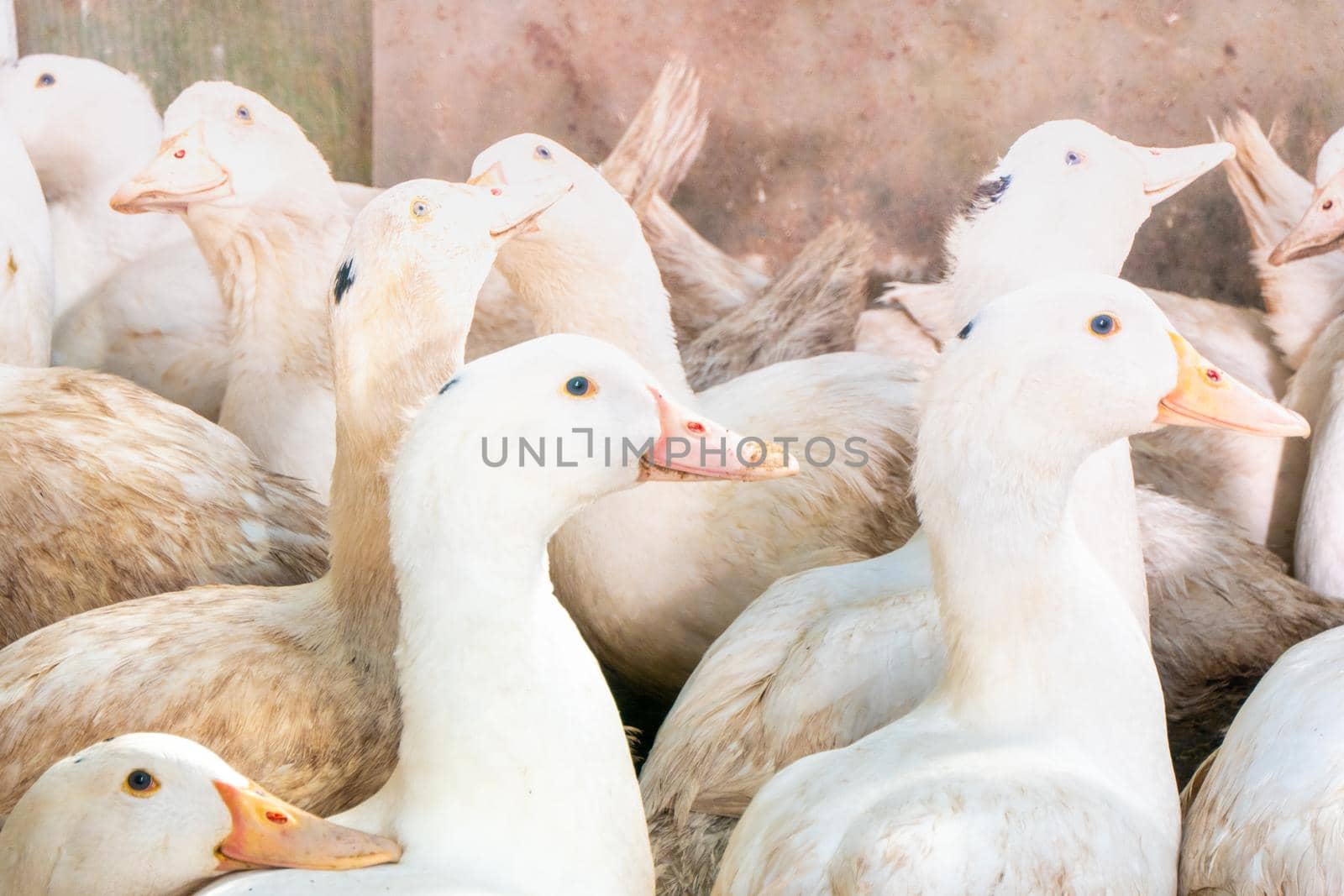 Flock of white domestic geese. Ranch duck Feeding High quality photo