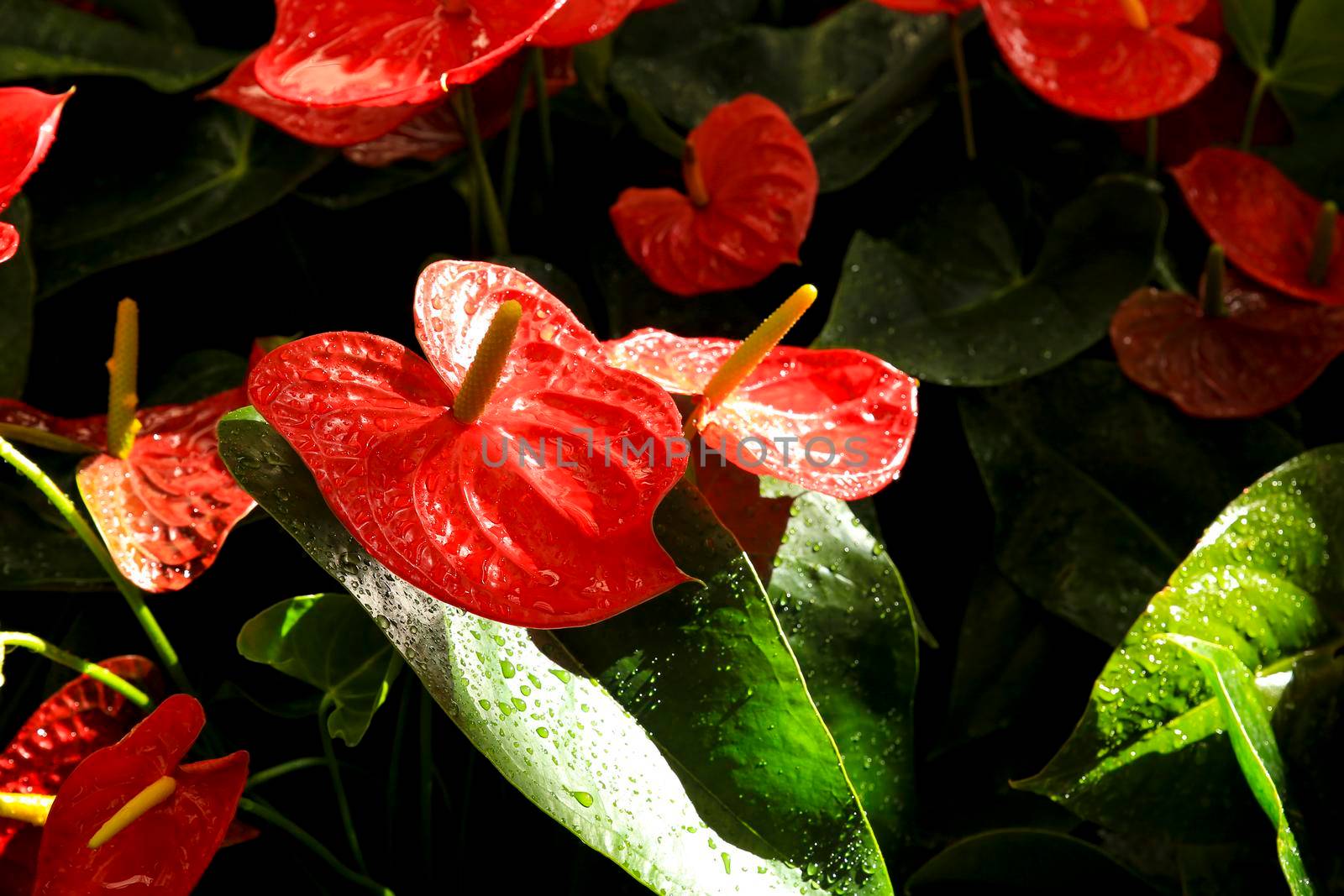 Anthurium Scherzerianum plants in the garden by soniabonet