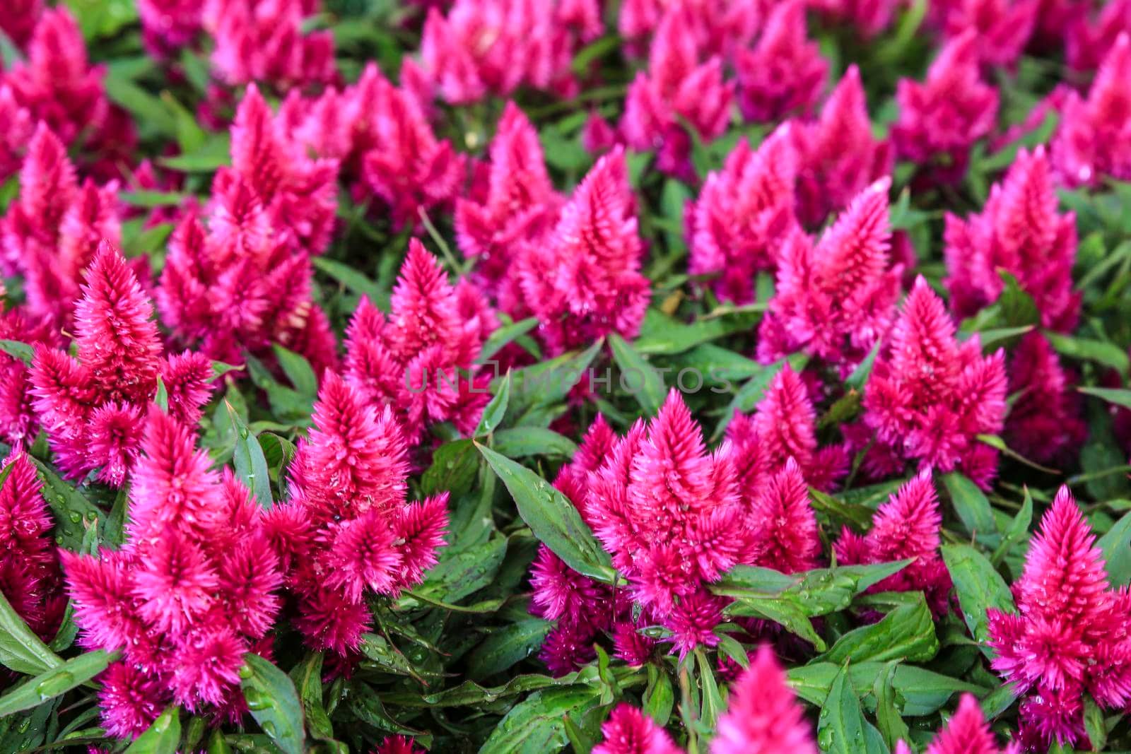 Colorful and beautiful Celosia Argentea plants in the garden