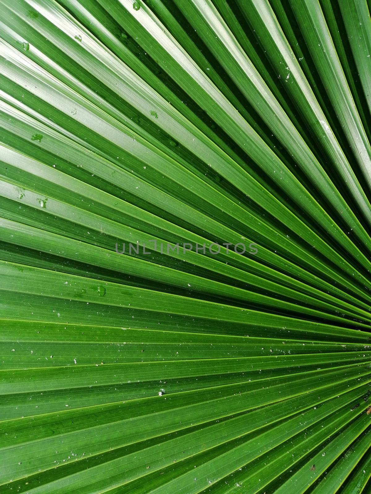green leaf, botanical lush foliage nature background