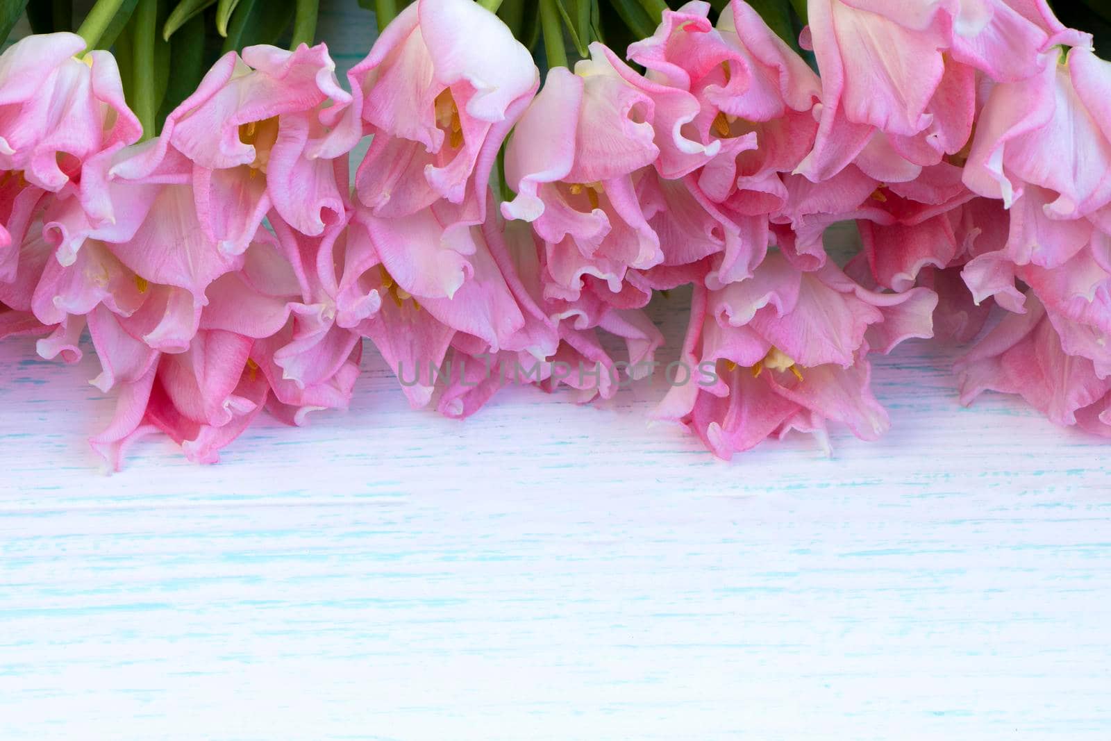 floral texture. Tulips close-up. bouquet. Pink. Flowers concept. Background from flowers. Bright colors. High quality photo