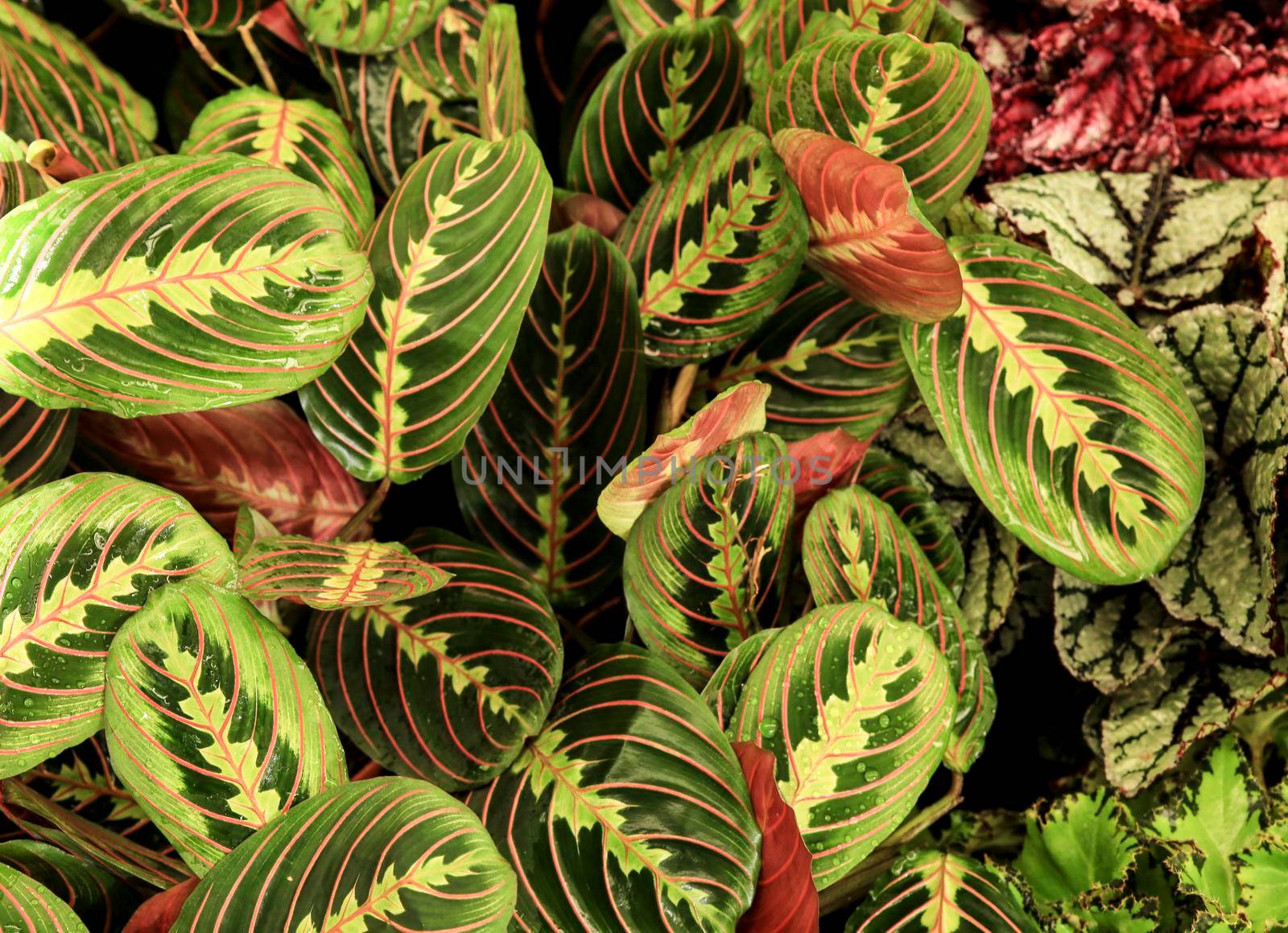 Beautiful Maranta Leuconeura plants in the garden by soniabonet
