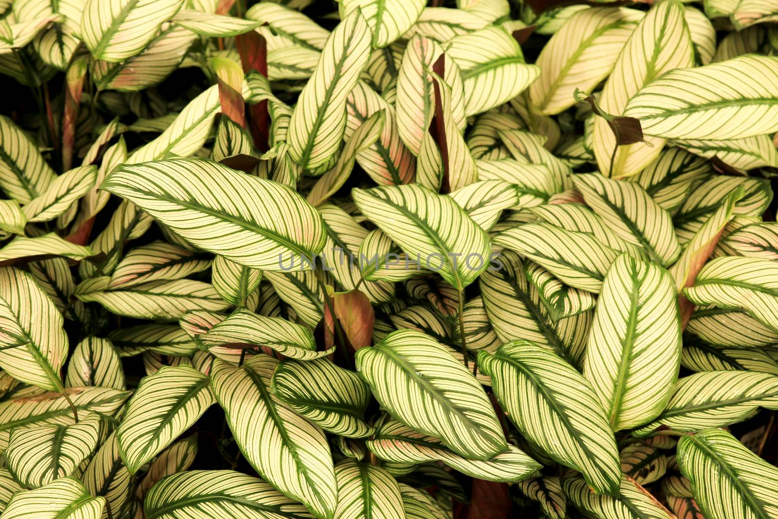 Colorful Calathea Majestica plants in the garden under the sun