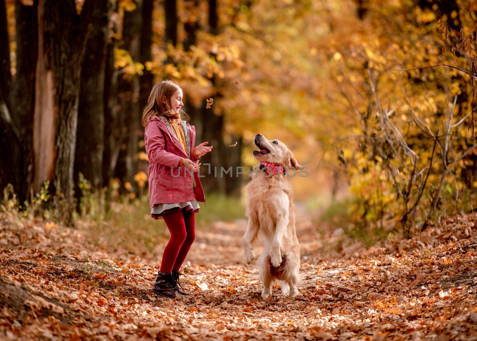 Preteen girl kid with golden retriever dog playing with yellow leaves at autumn park and having fun together. Beautiful portrait of child and jumping doggy pet outdoors at nature