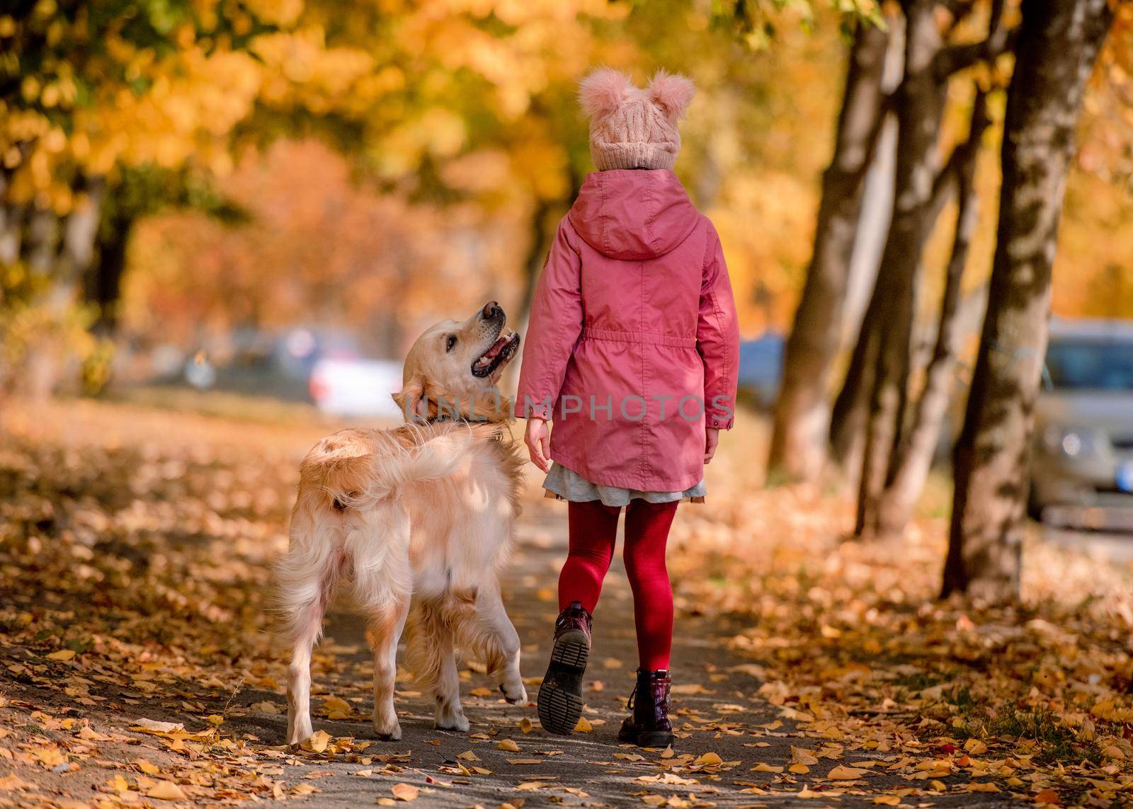 Preteen girl kid with golden retriever dog walking at autumn park. Beautiful portrait of child and pet doggy outdoors at nature from back