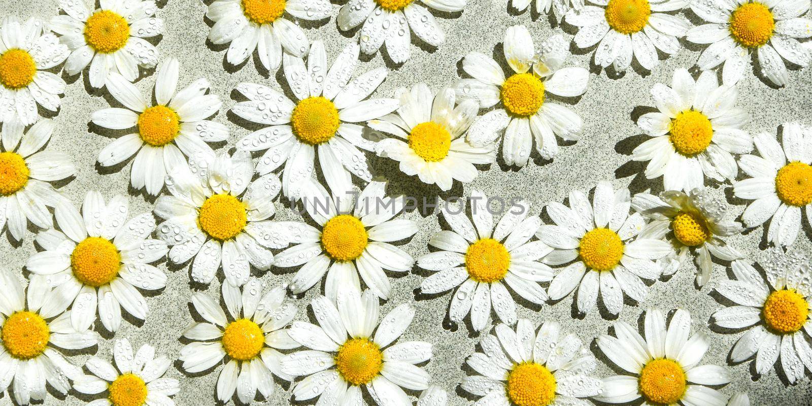 Chamomile on the water surface, Floating flowers, water drops, summer background, spa concept, beauty treatment