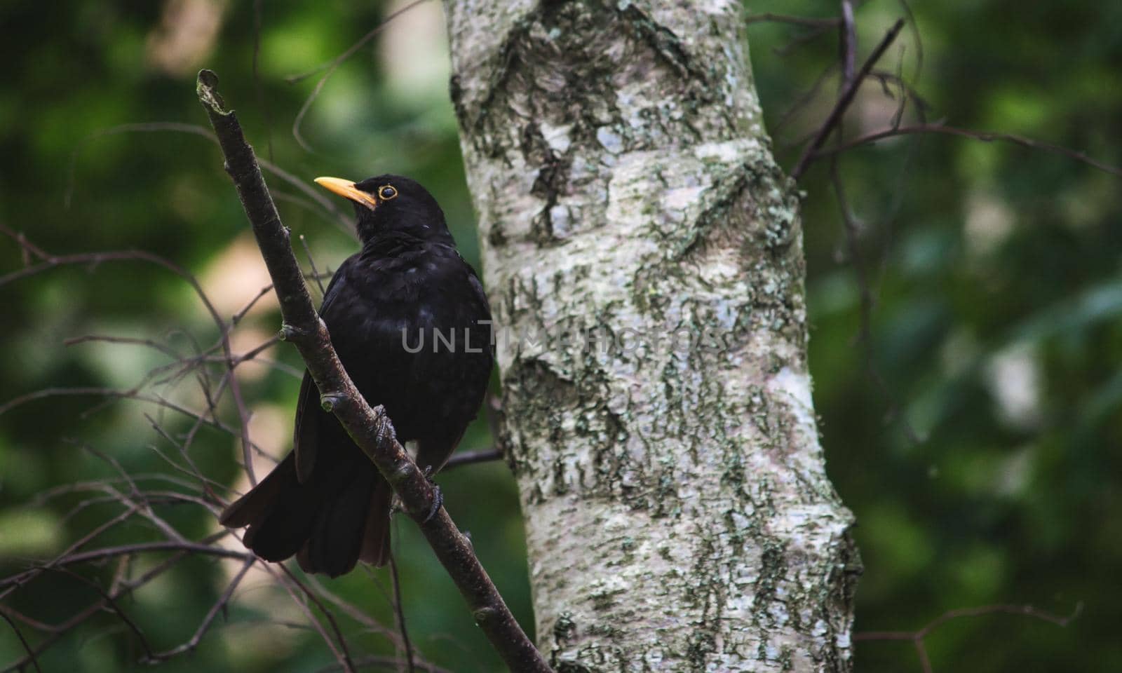 Common Blackbird perched on a branch in a tree in the forest by tennesseewitney