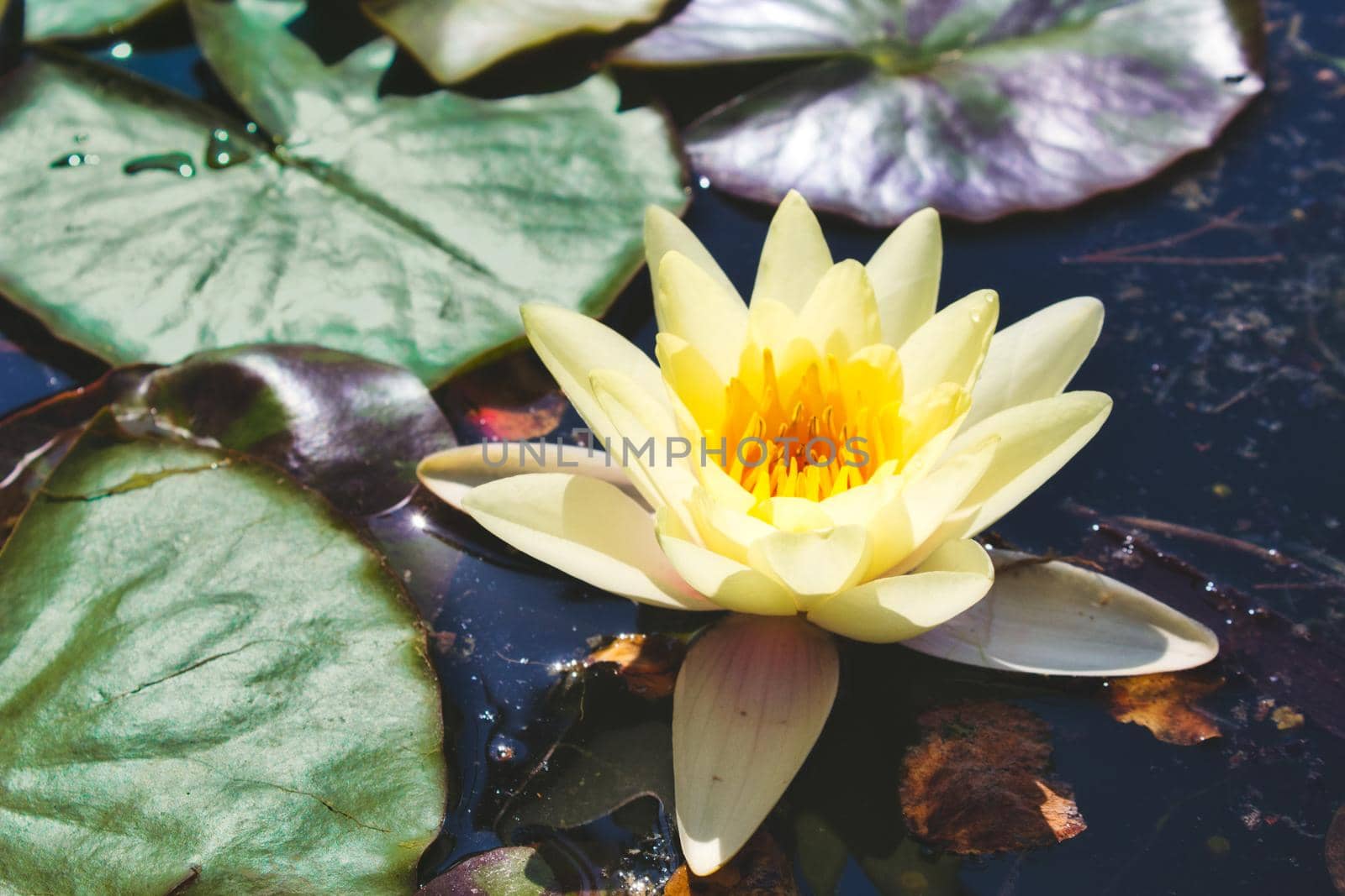 Water Lily floating on a dark pond with green lily pads