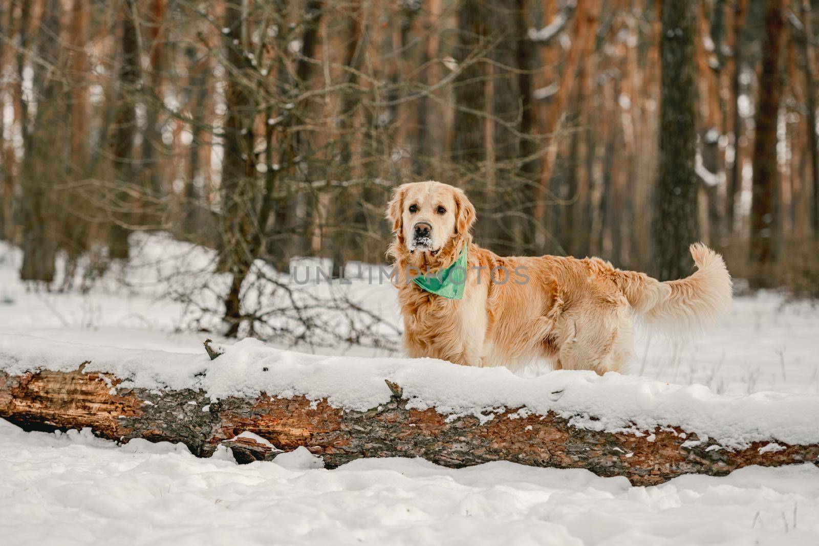 Golden retriever dog standing in winter time in snow close to log. Adorable purebred doggy pet labrador in cold weather at nature