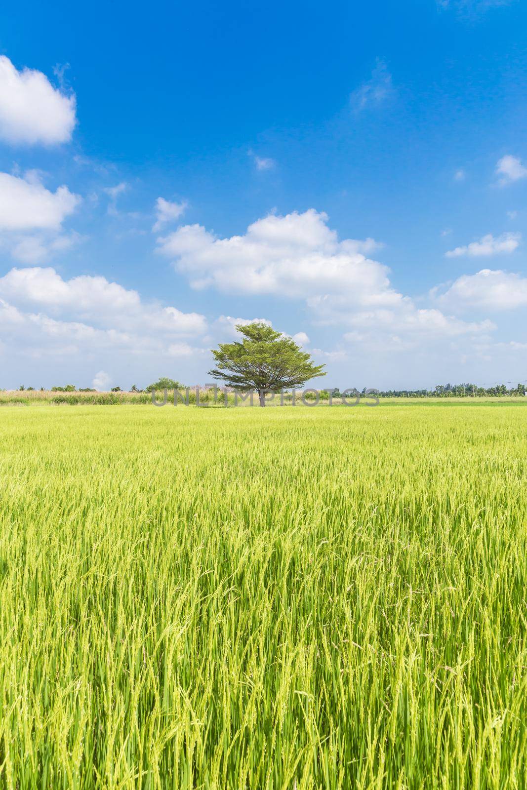 Rice field and blue sky clouds background, Thailand. by Gamjai