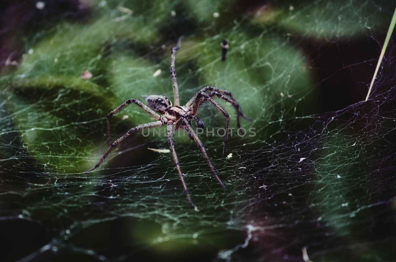 Large creepy spider crawling on a silk web