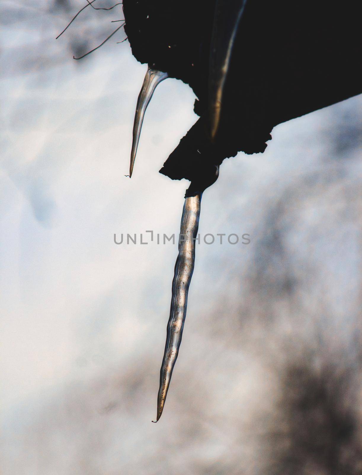 Frozen icicles hanging from a tree in the forest